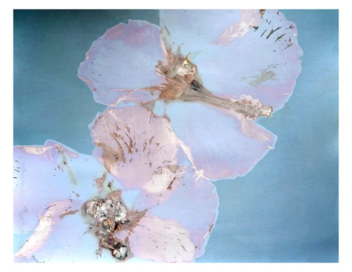 2 Hibiscus 