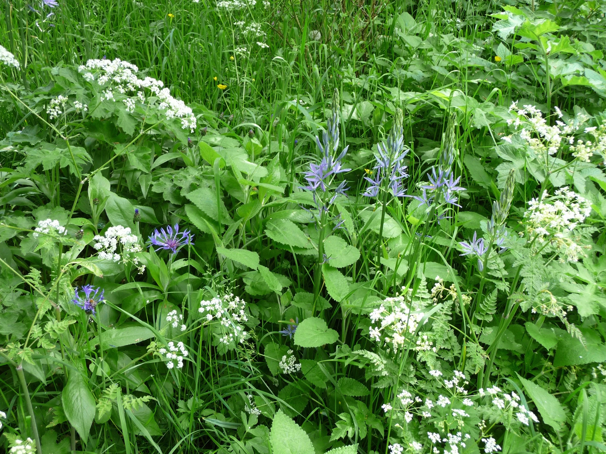 Tudor House Camassias in meadow.jpg
