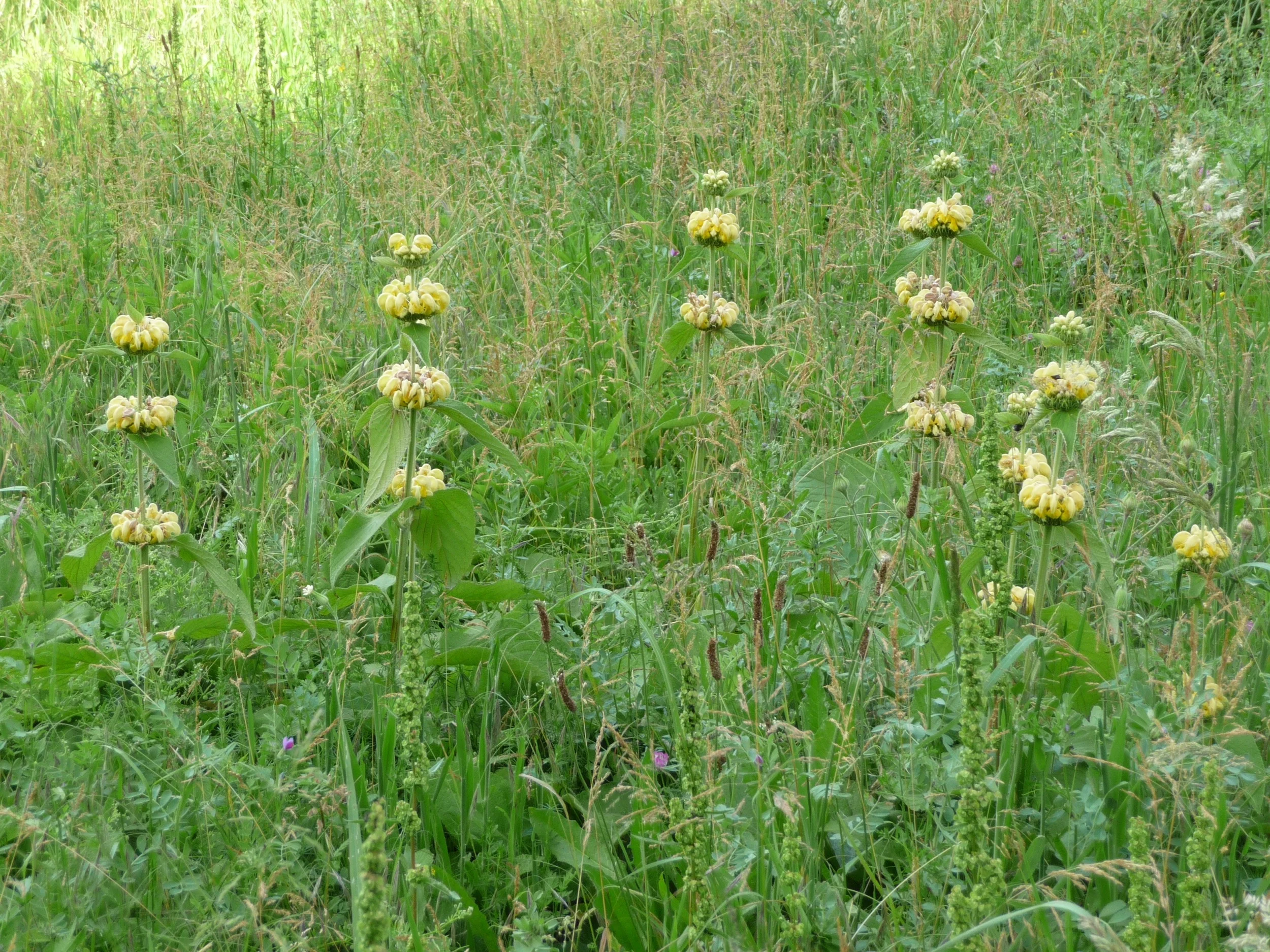 Le Petit Fontanille Phlomis samii in meadow.jpg