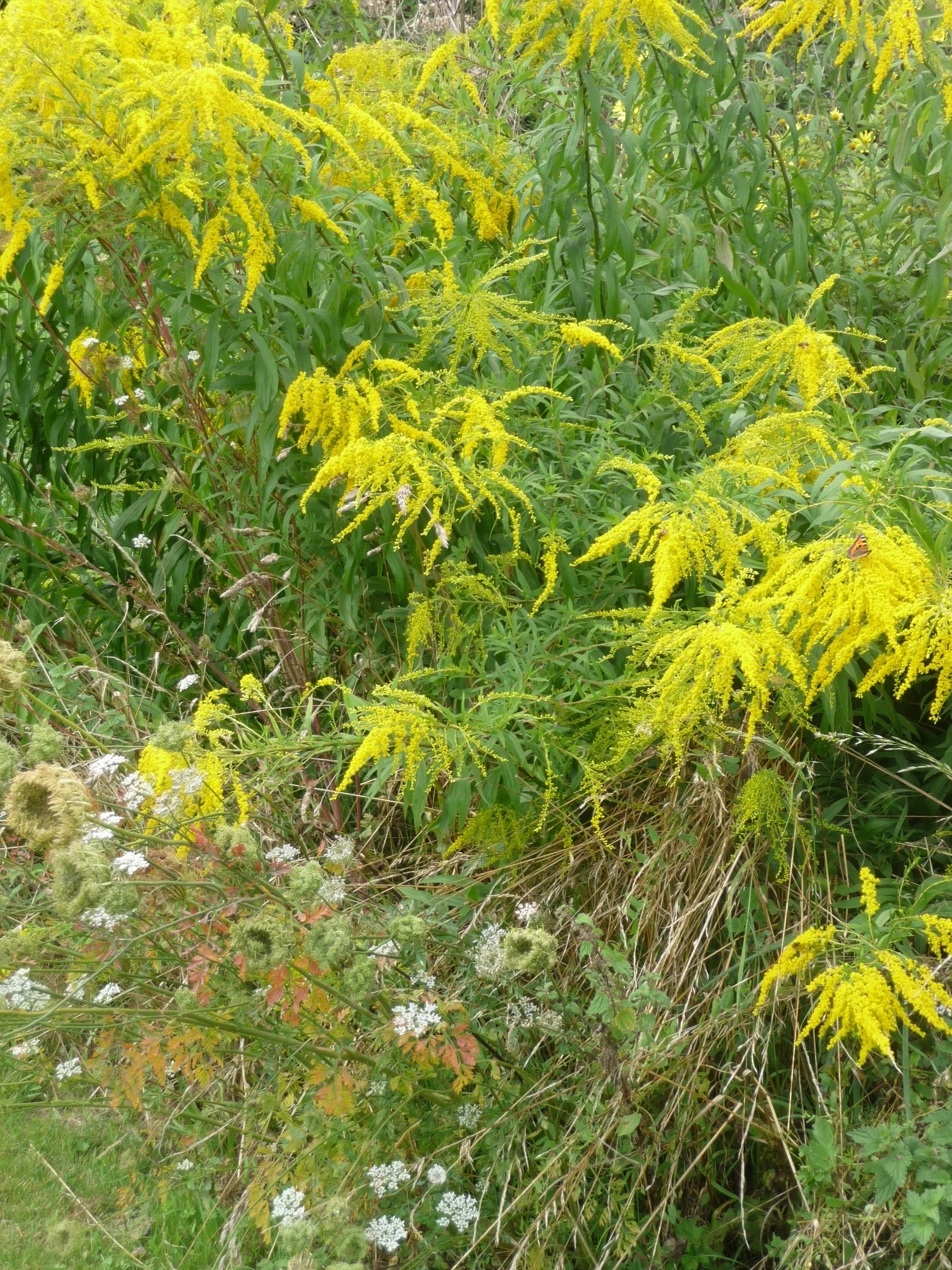 The Gray House Solidago in meadow.jpg