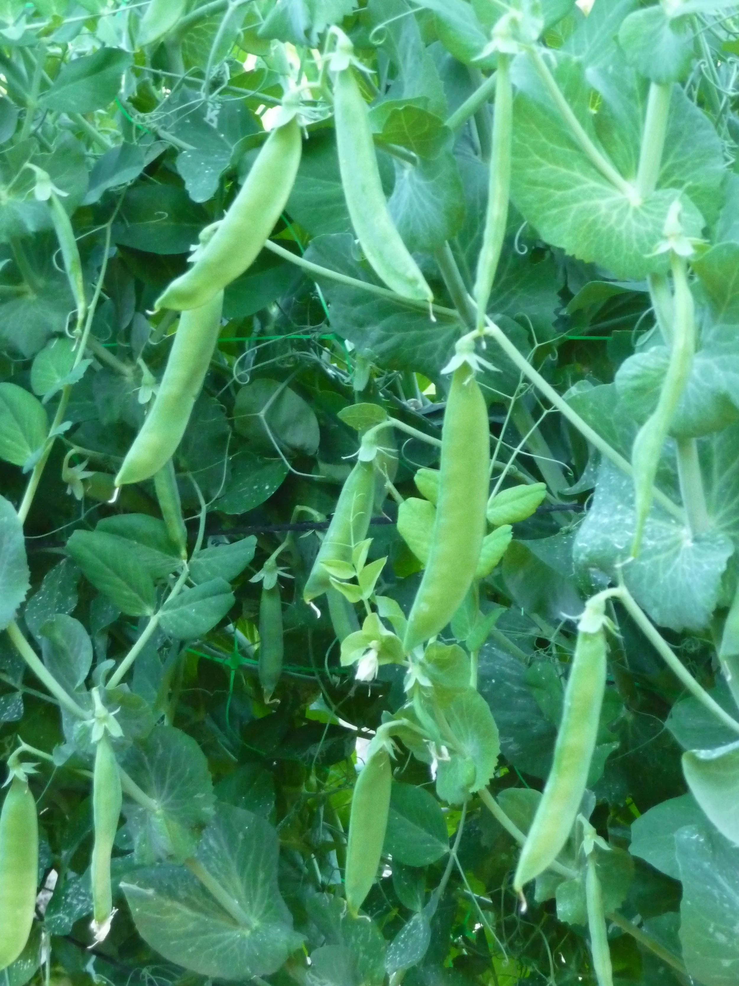 Plant detail.jpg