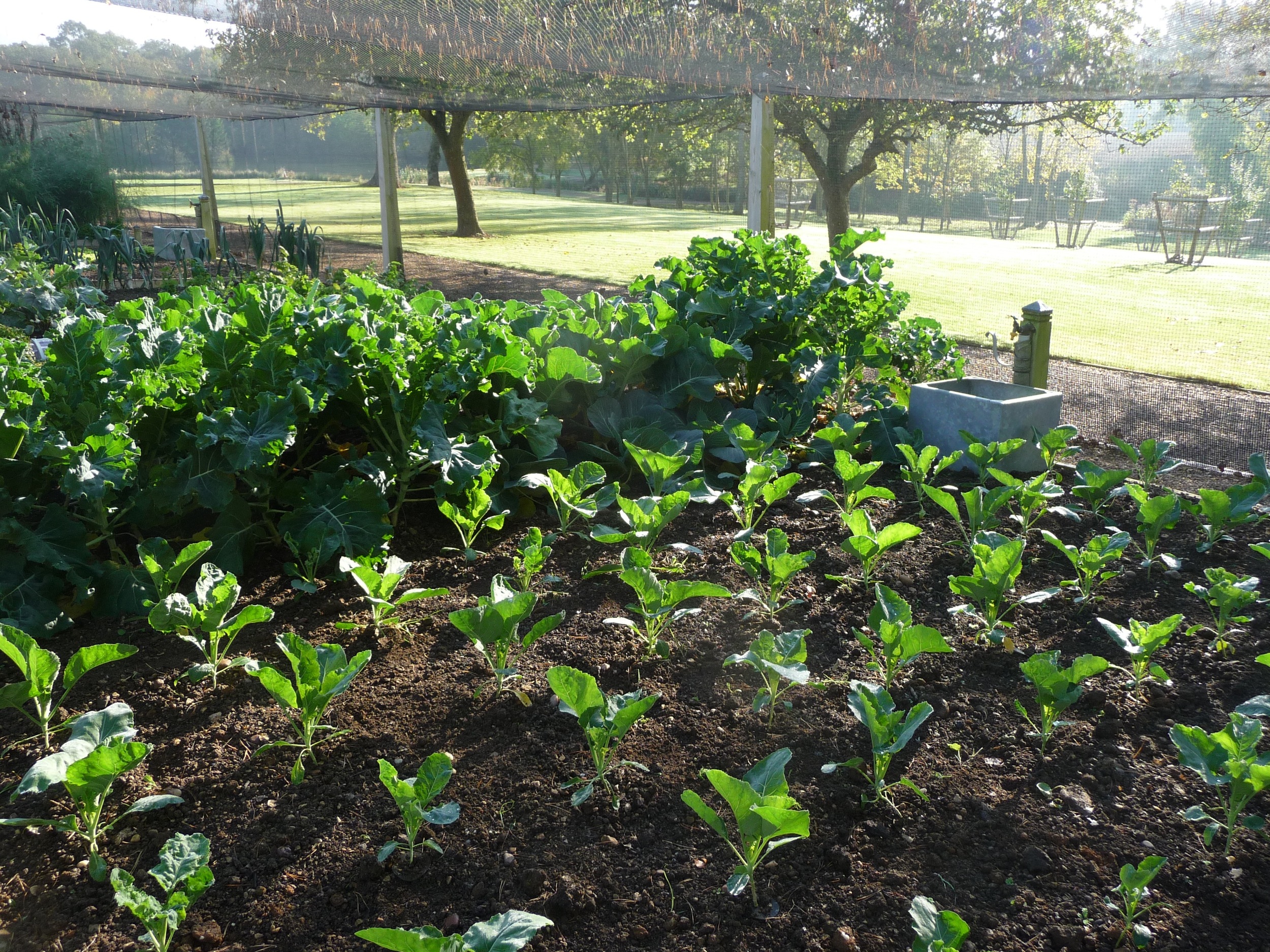 Little Barrow Veg Garden.jpg
