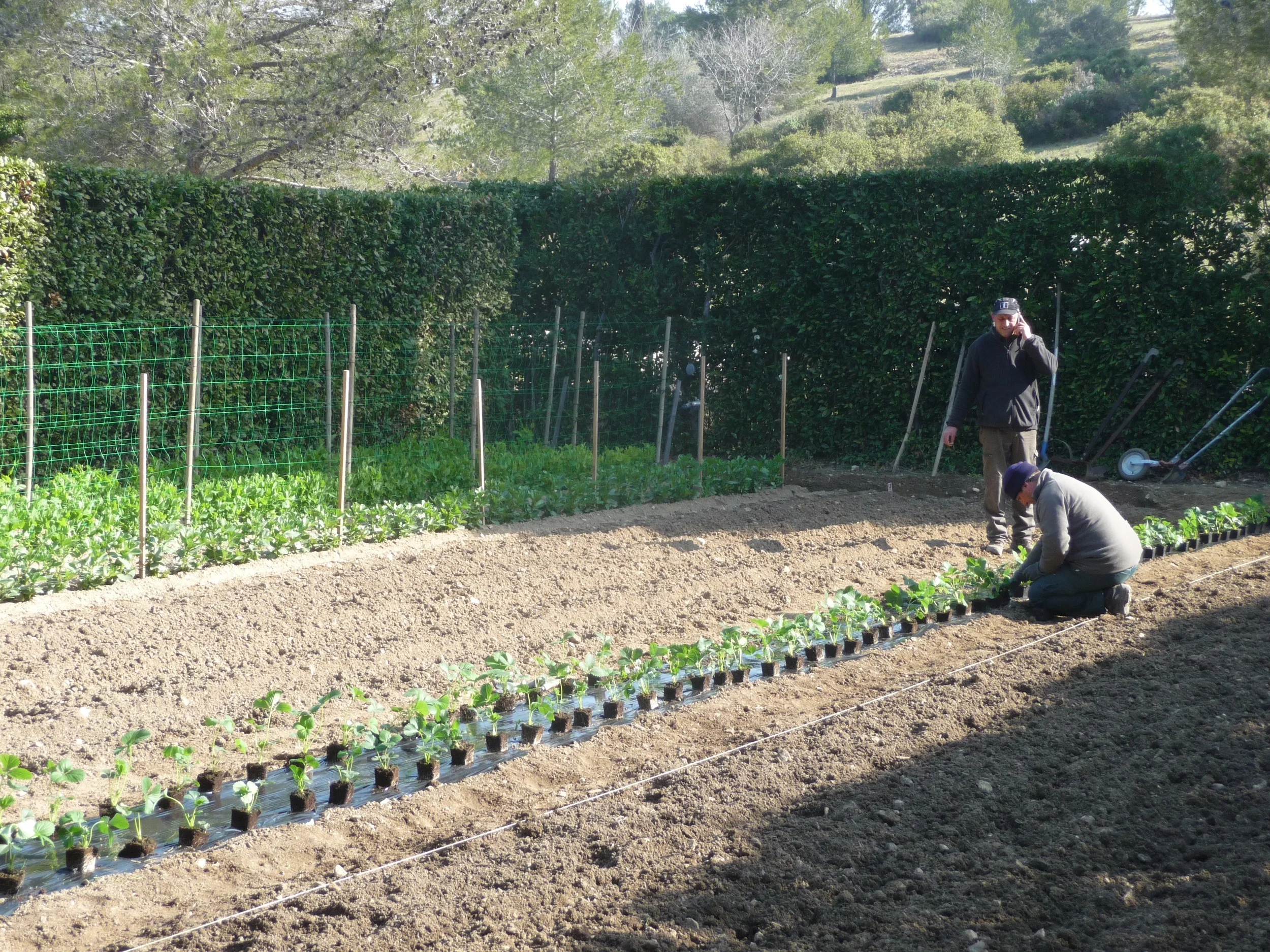 Potager Le Petit Fontanille.jpg