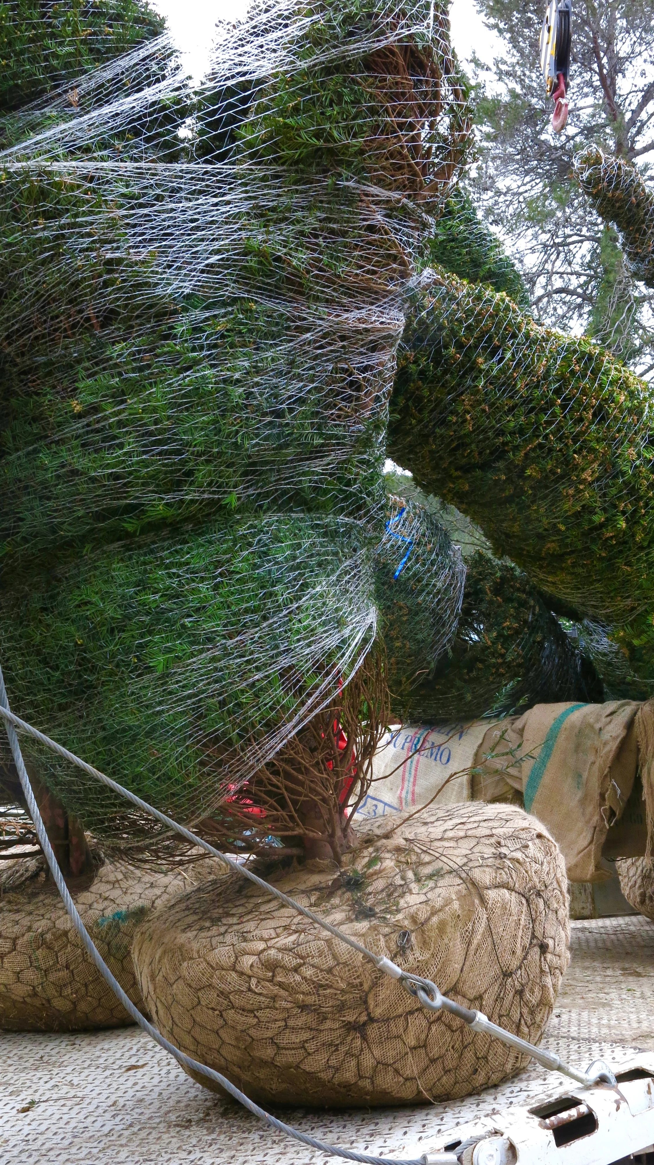 Mas de Bienvenue topiary.jpg
