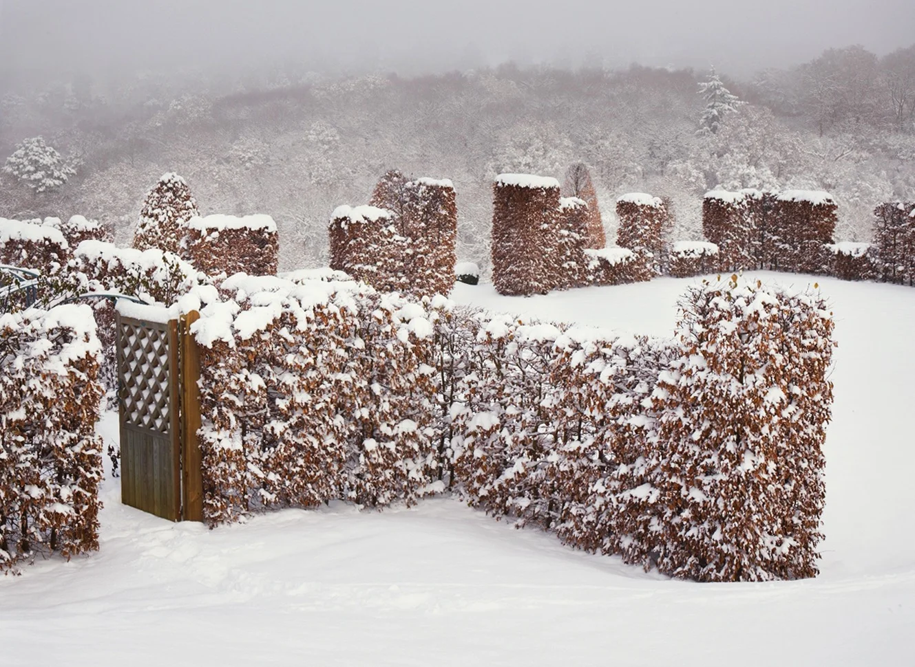 Hillyfields winter hedge scene low res.jpg