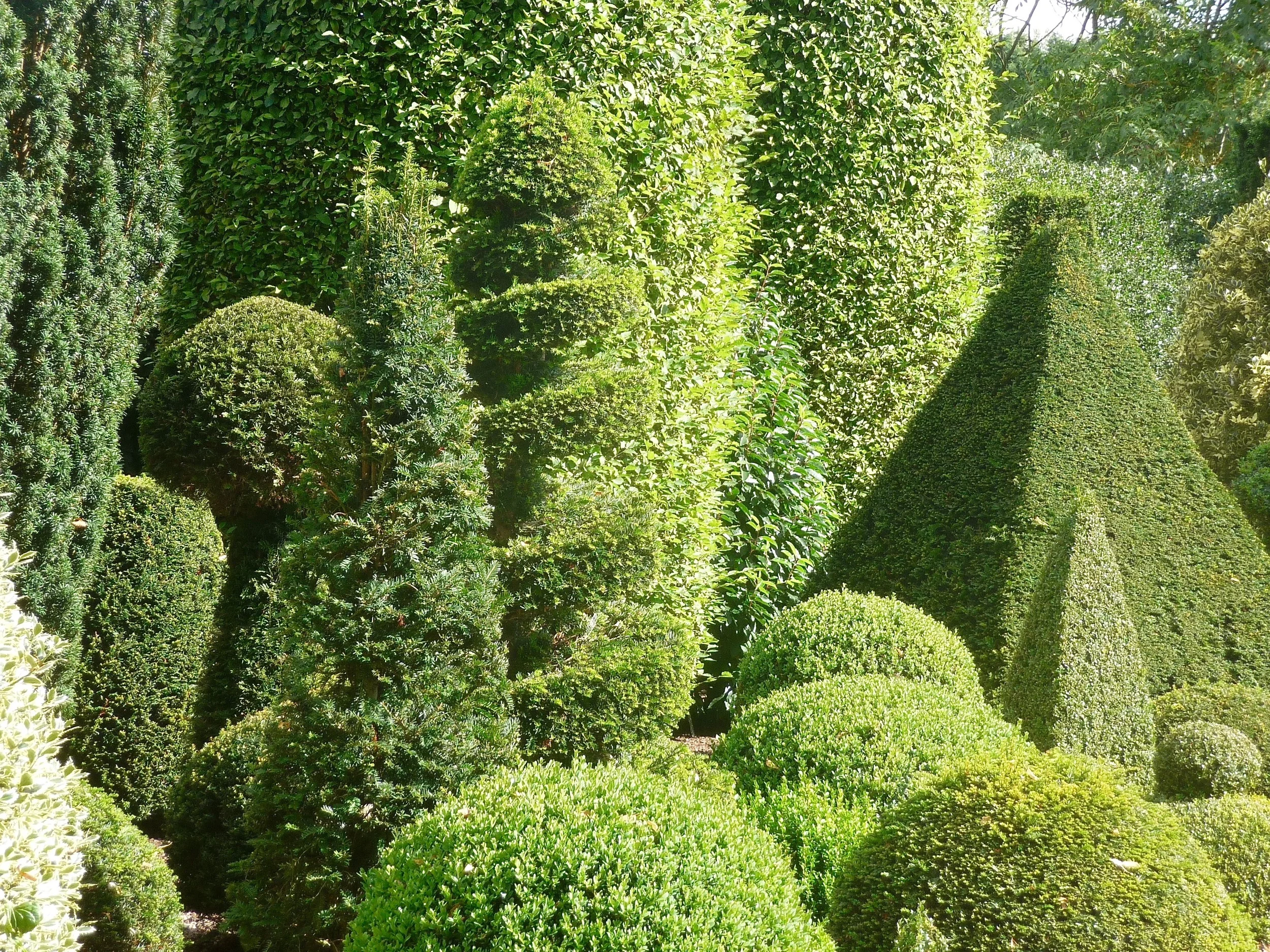 Norton Court Topiary border.jpg