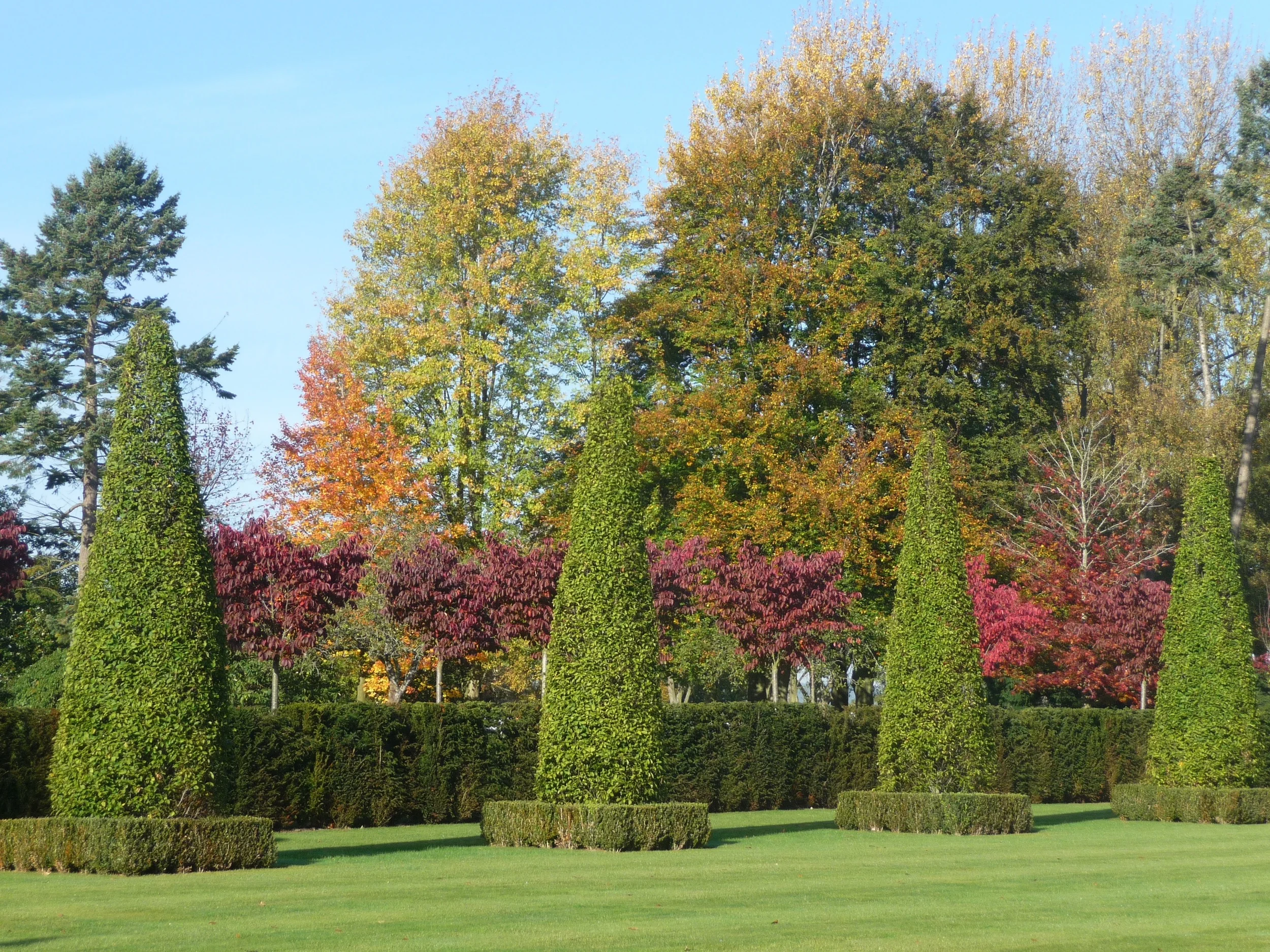 Little Barrow Hornbeam topiary.jpg