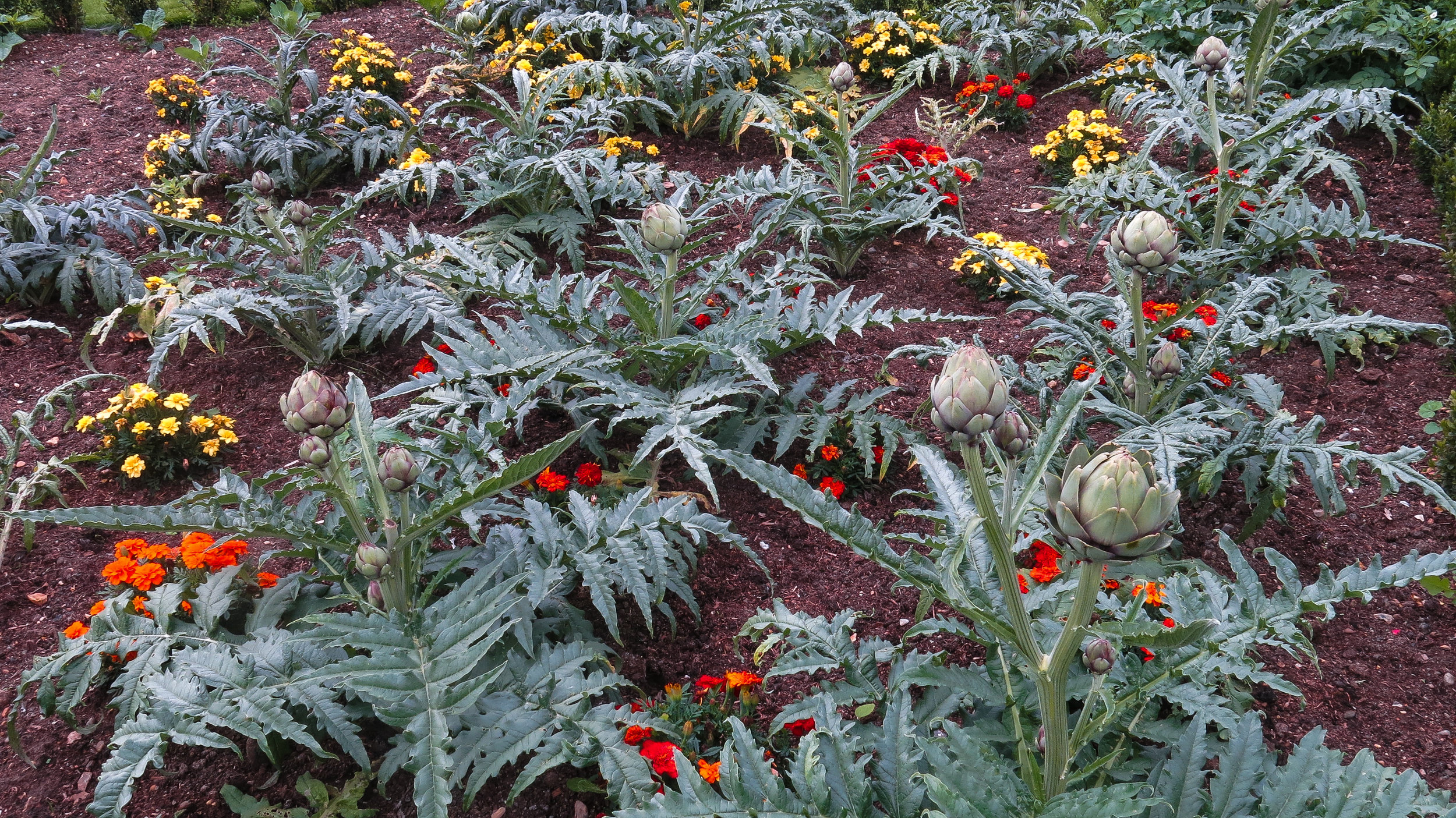 Artichoke detail 1.jpg