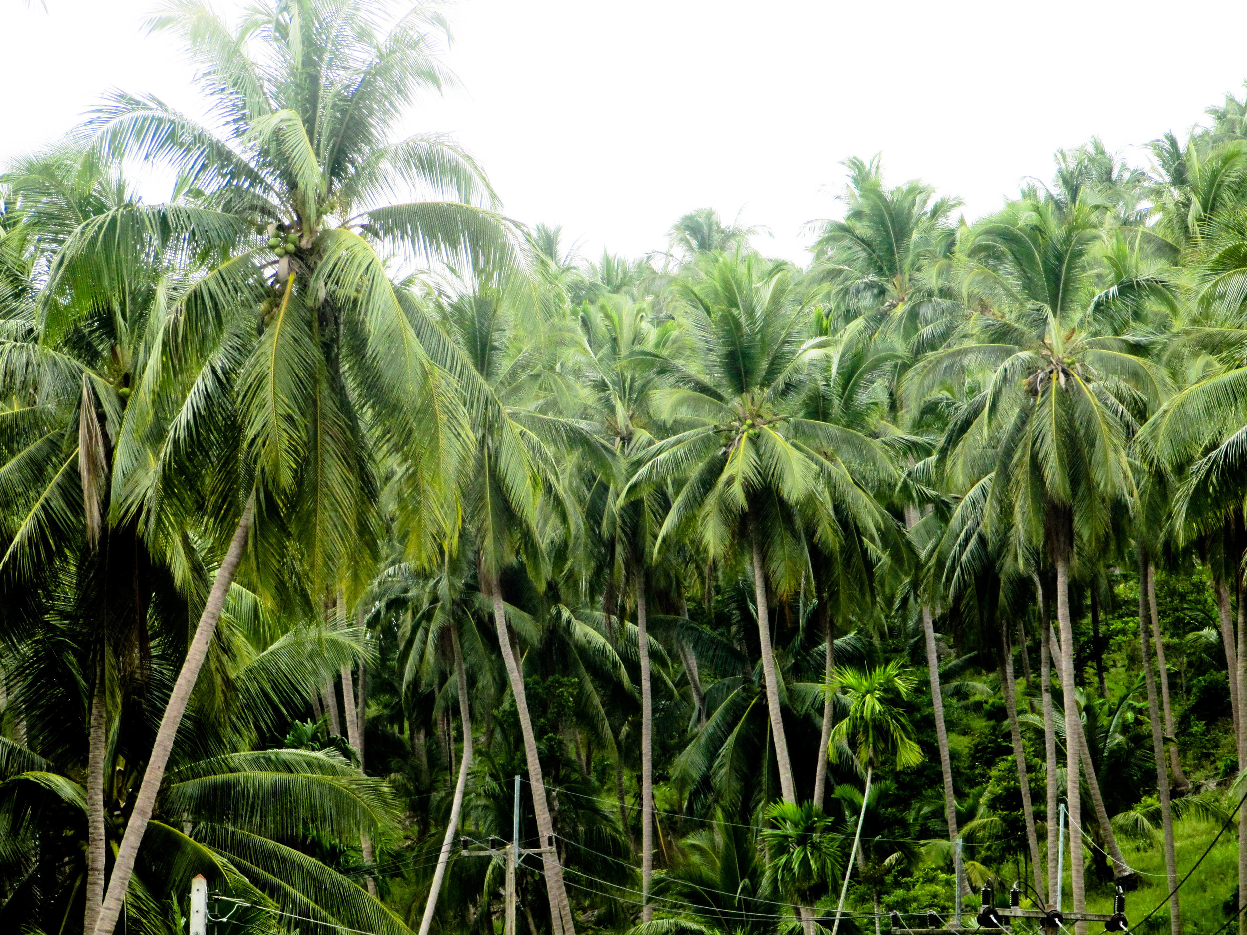 Koh Phangan, Thailand