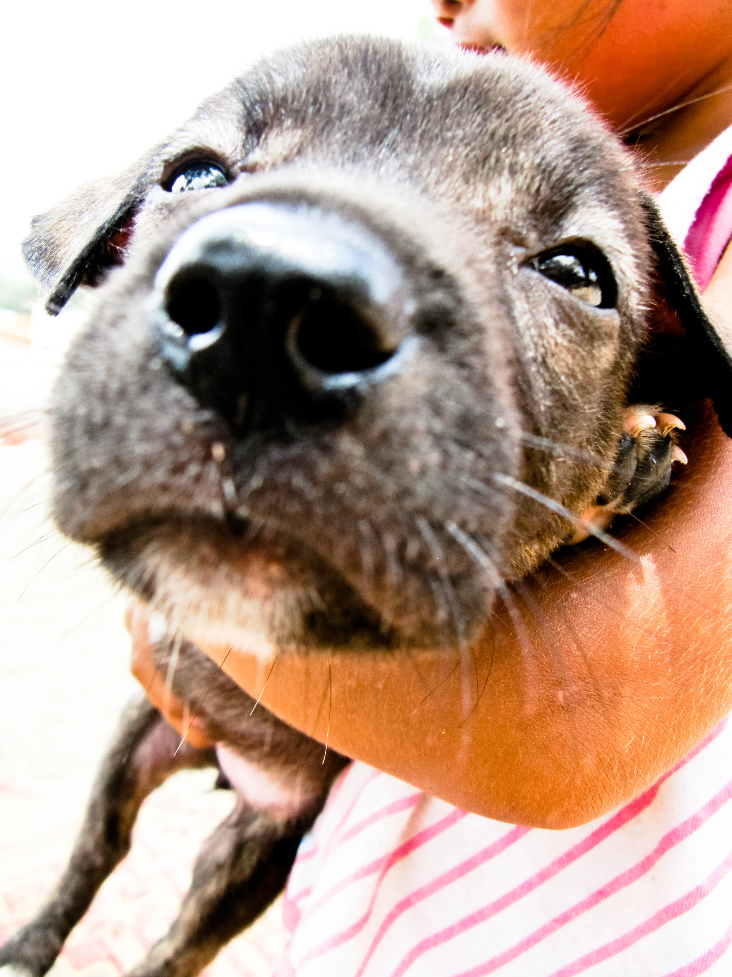 Puppy, Laos