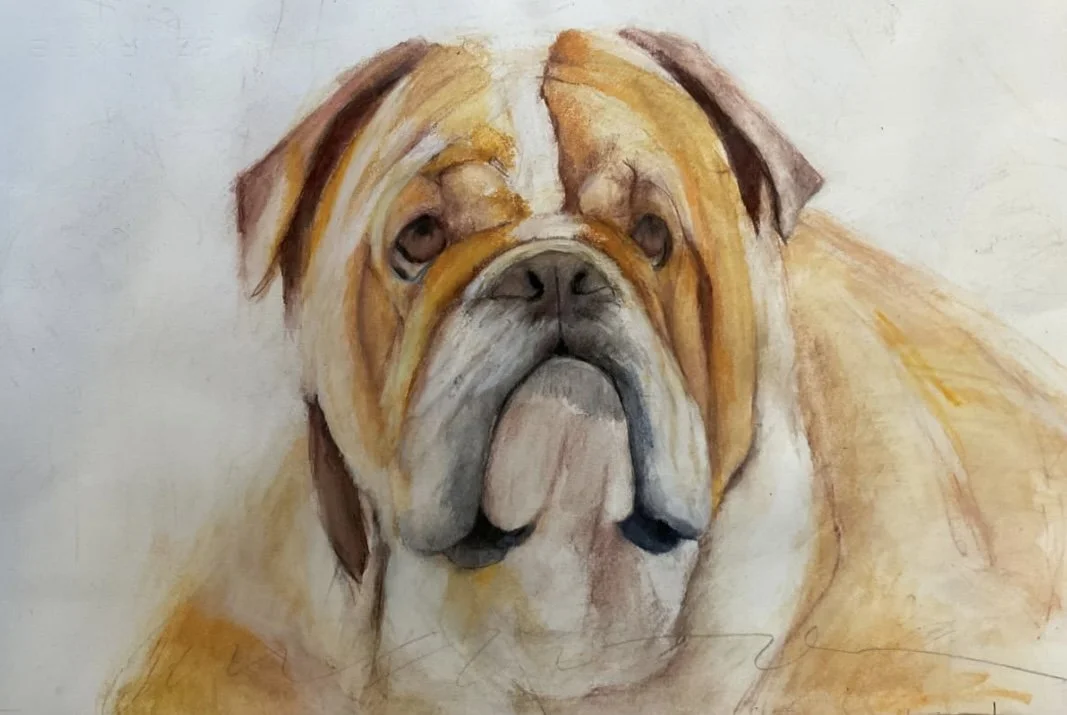 Bulldog Portrait