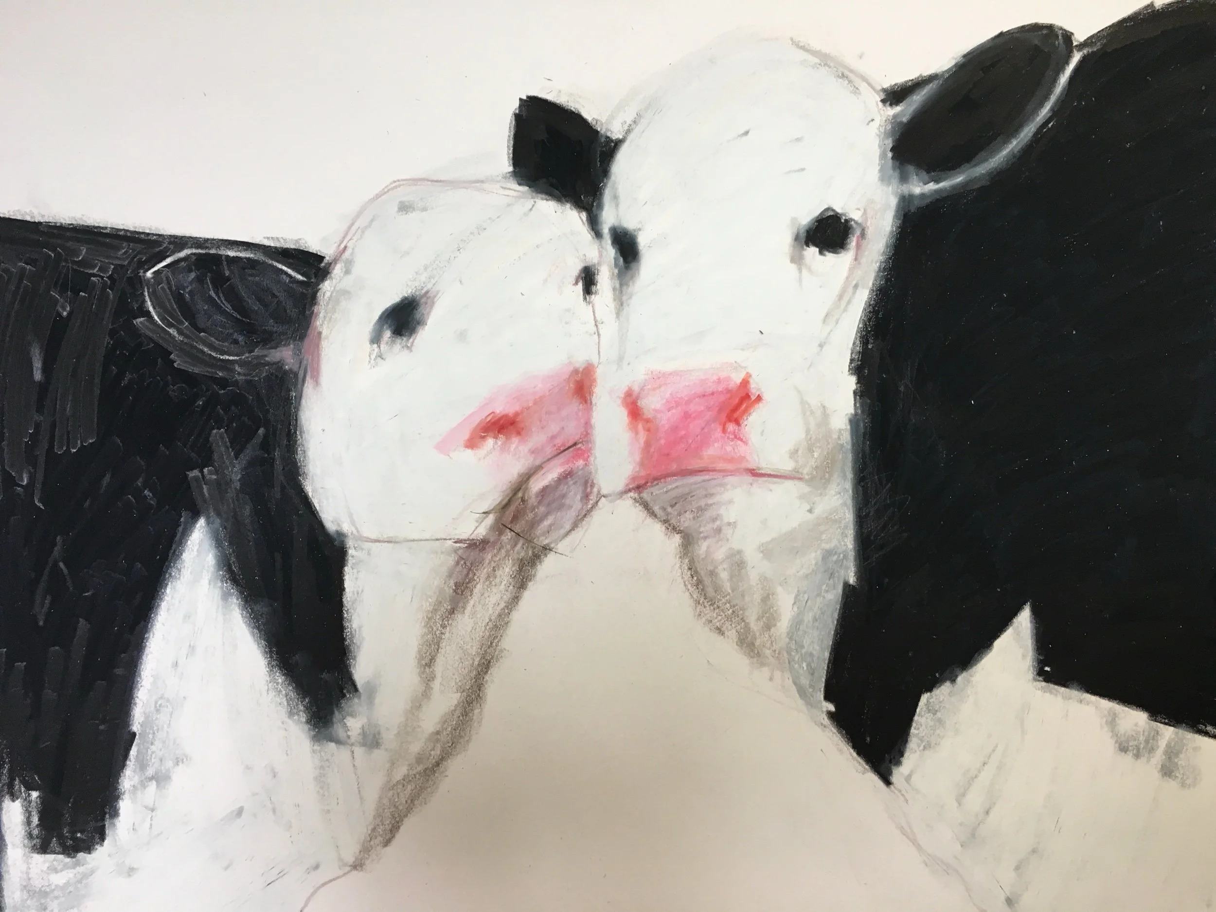 Kissing cows