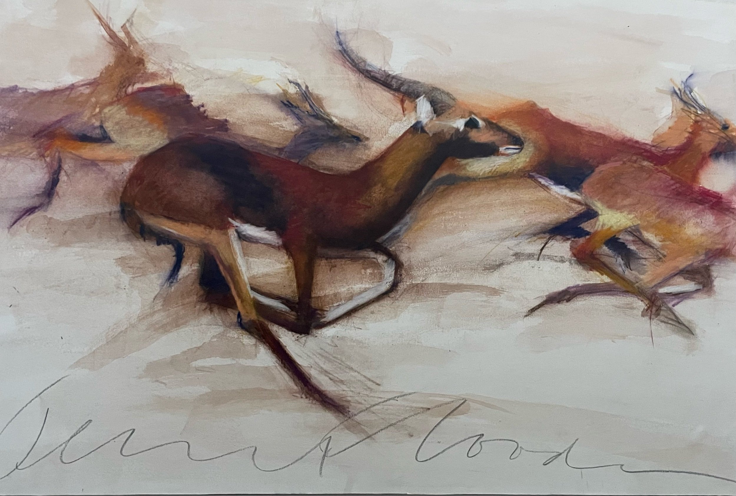 Antelope stampede