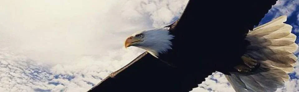 SoaringEagle.jpg