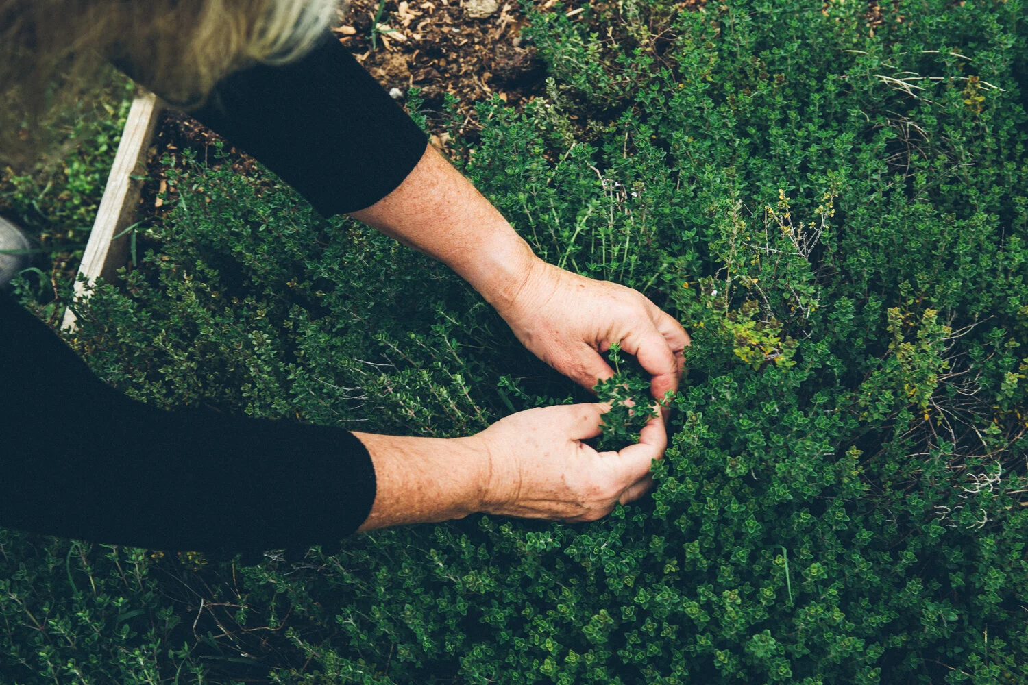 VSCO_JudySchenk_5-16_Small_-9567.jpg