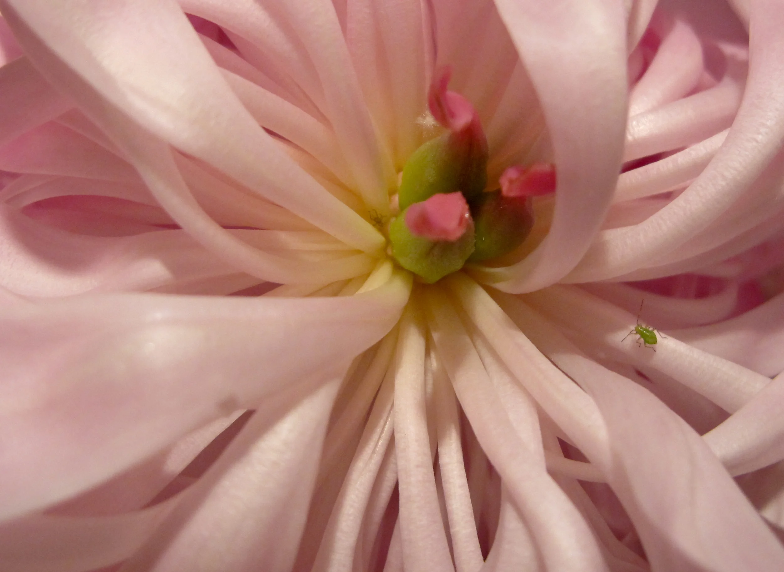 Peony
