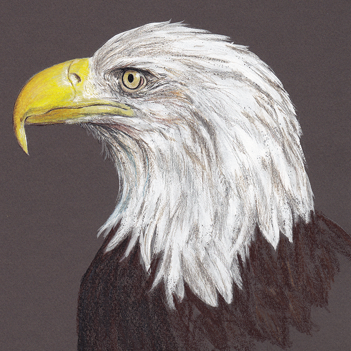 EagleBrown.png