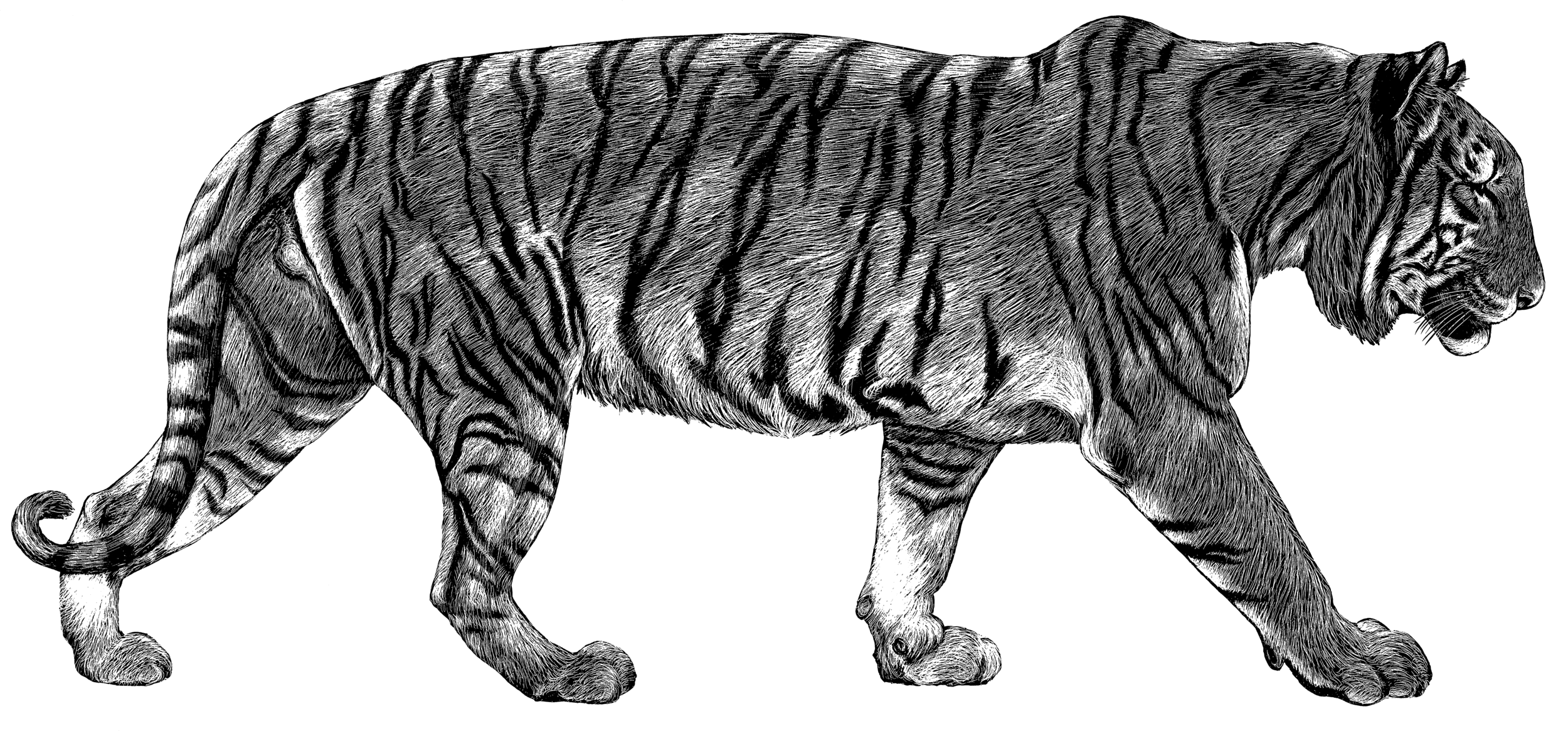 tiger_stalking_hi.png