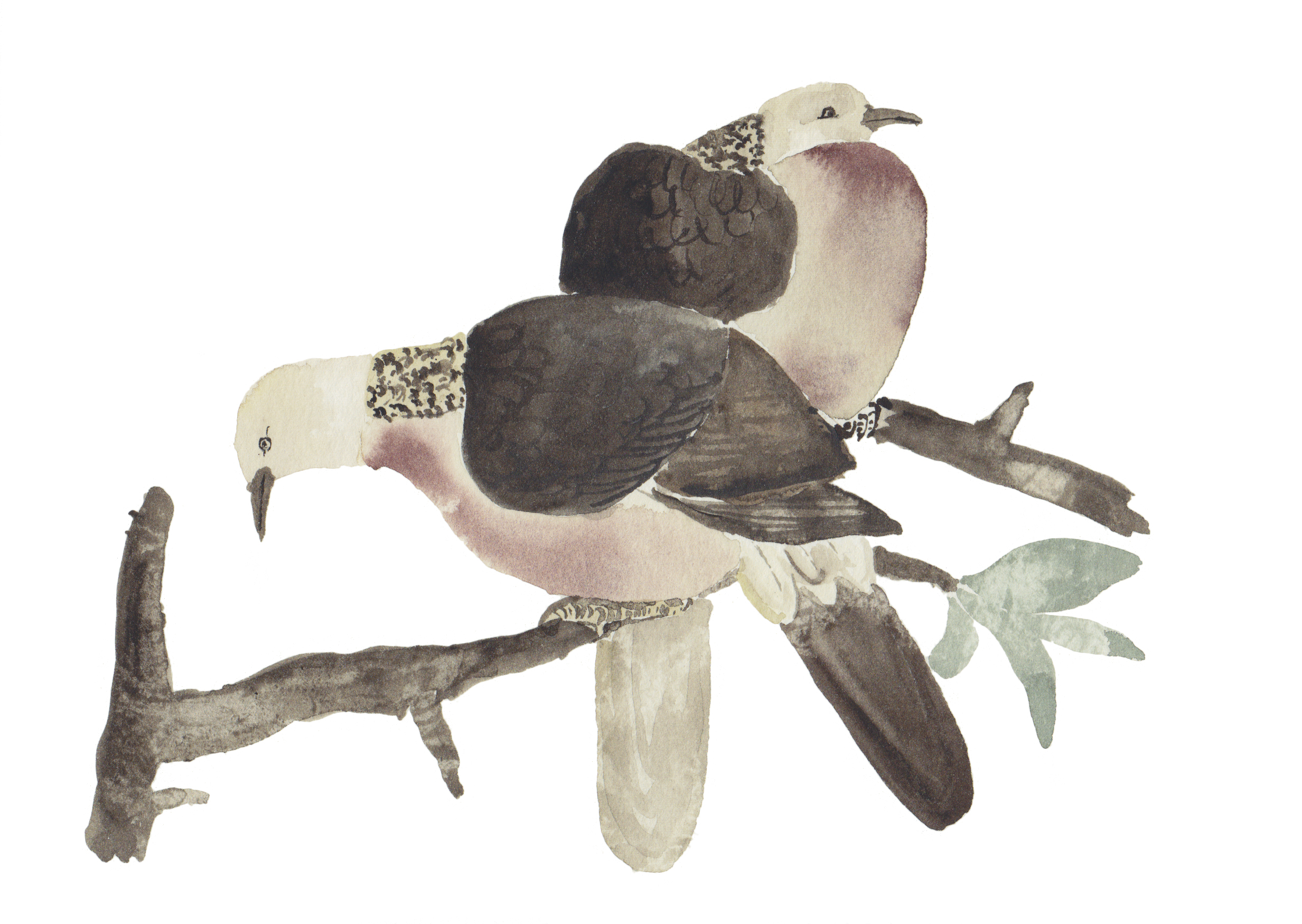 Doves1.jpg