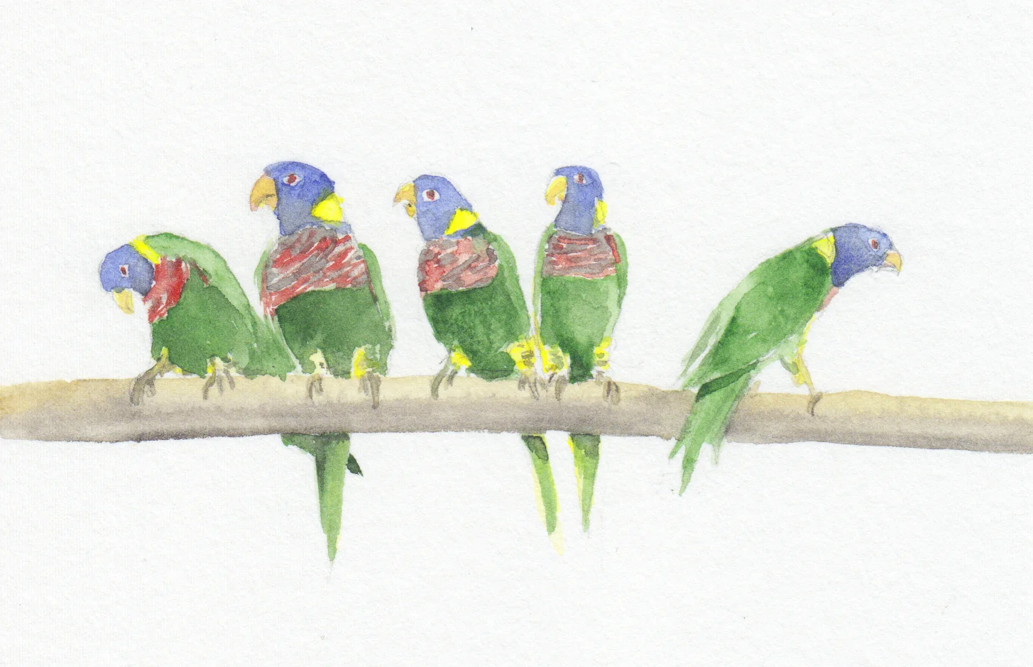 Parrots1.jpg