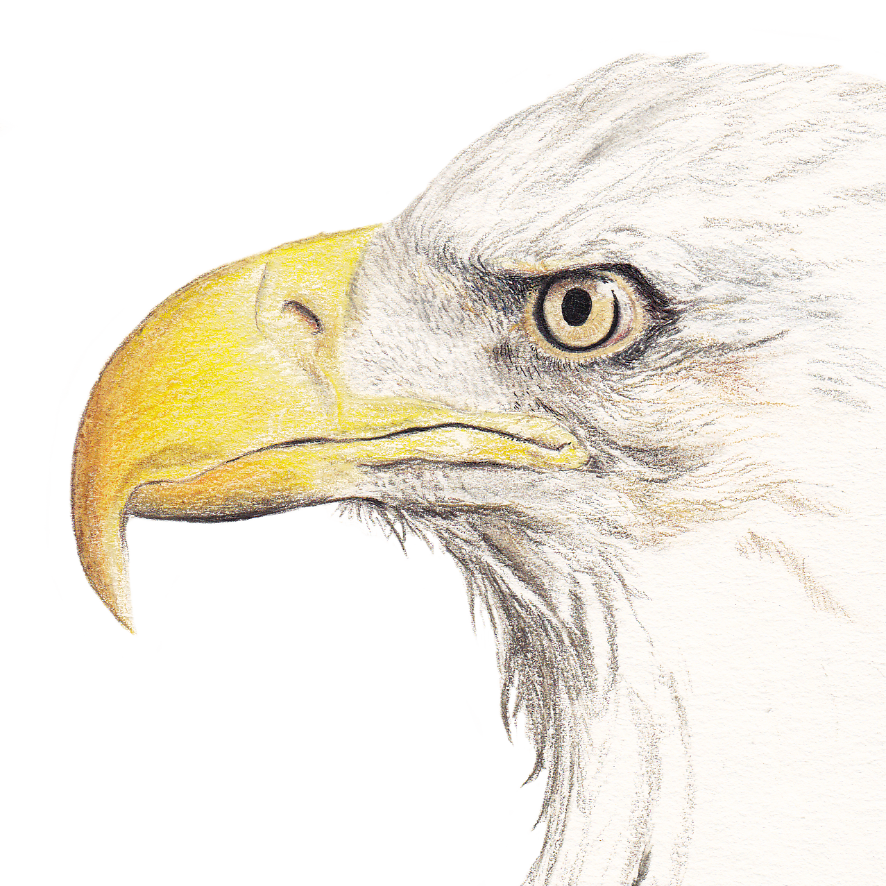 EagleWhiteClose2.png