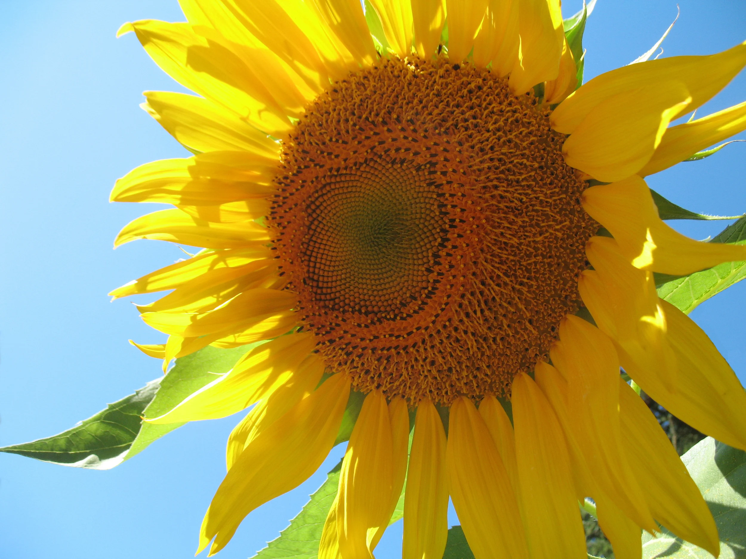 Sunflower1.jpg