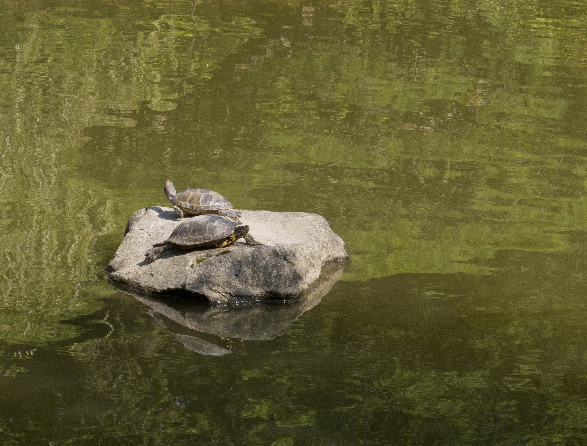 Basking in the sun
