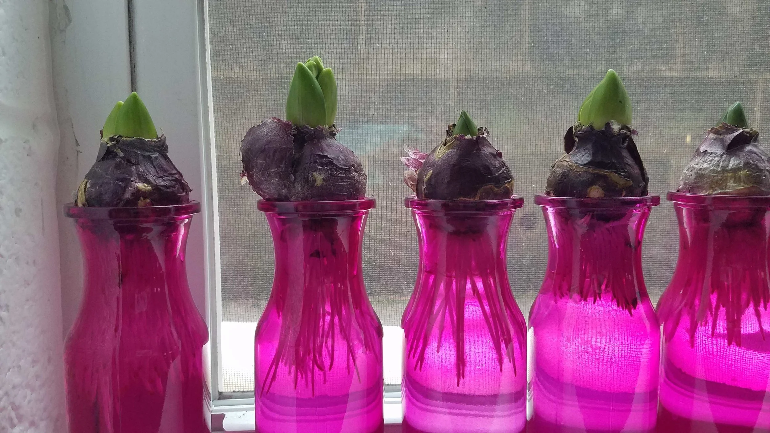 Vases Experiment.jpg