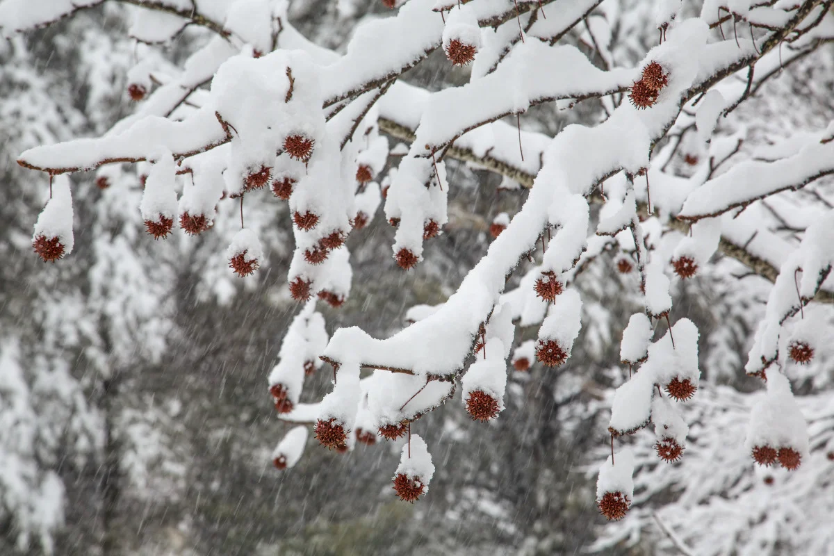 exports - 2014 02-13 snowstorm _l7a6309.jpg