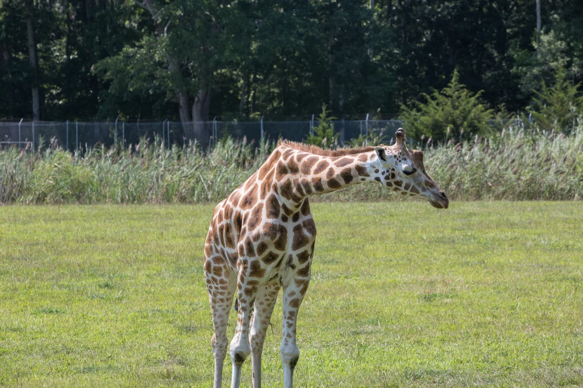 2015 cm county zoo-_l7a2536.jpg