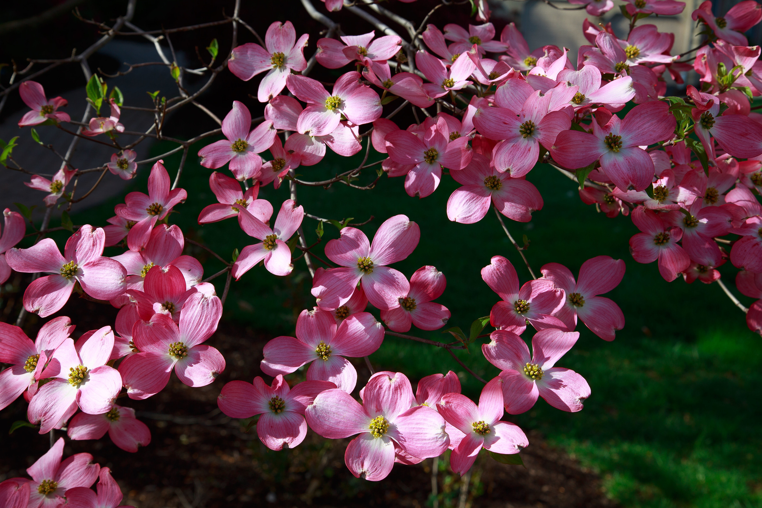 EXPORT - 2016-04.24 Dogwood Trees-2016-04.24 Dogwood Trees 3L7A4470.jpg