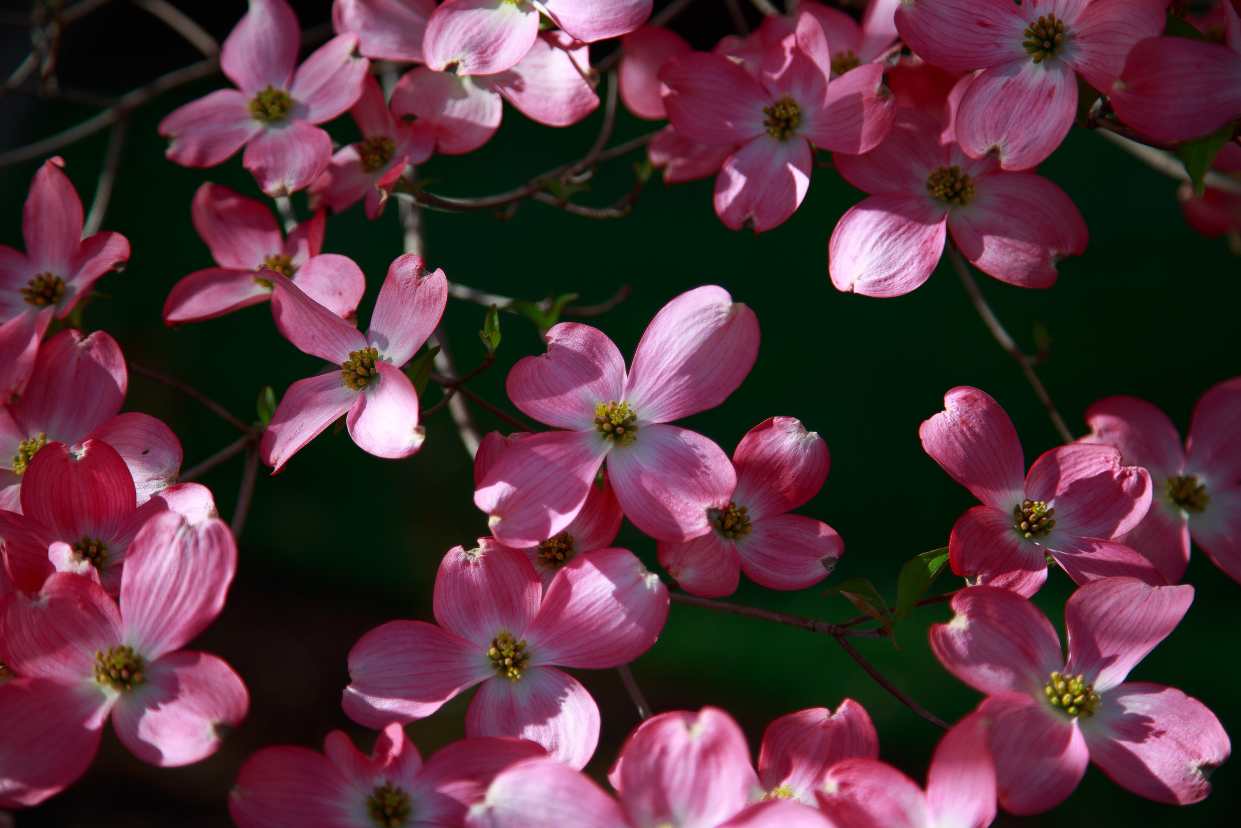 EXPORT - 2016-04.24 Dogwood Trees-2016-04.24 Dogwood Trees 3L7A4472.jpg
