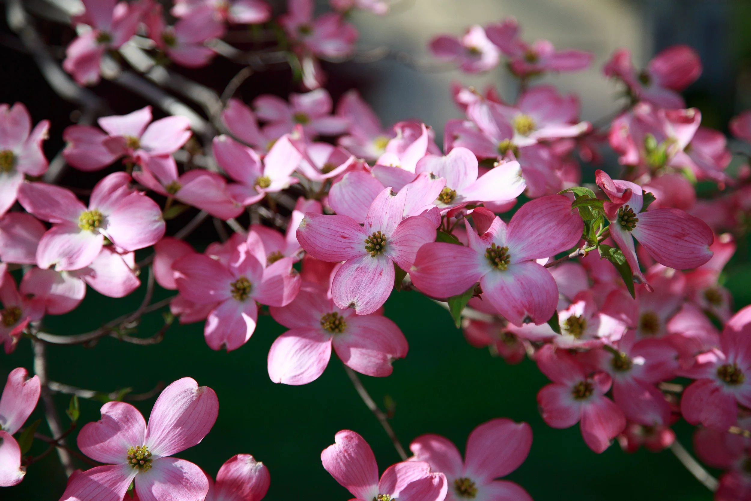 EXPORT - 2016-04.24 Dogwood Trees-2016-04.24 Dogwood Trees 3L7A4474.jpg