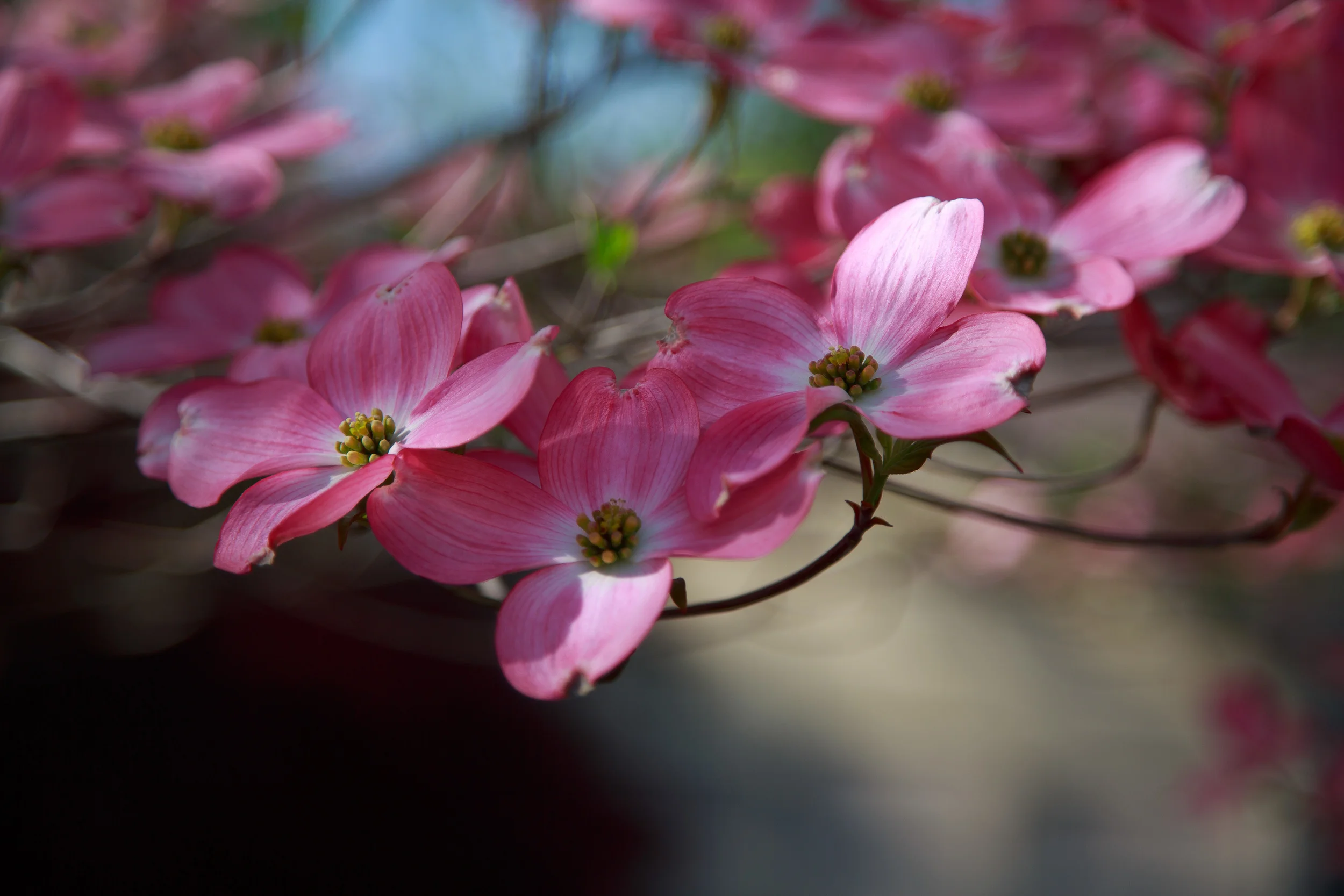 EXPORT - 2016-04.24 Dogwood Trees-2016-04.24 Dogwood Trees 3L7A4478.jpg