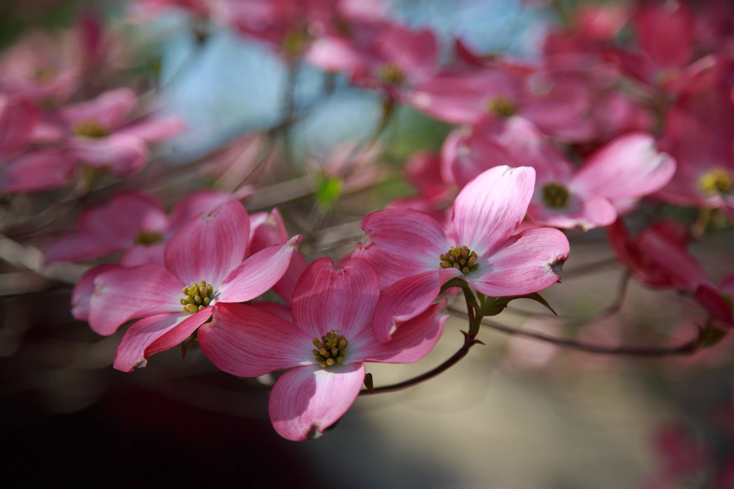 EXPORT - 2016-04.24 Dogwood Trees-2016-04.24 Dogwood Trees 3L7A4479.jpg
