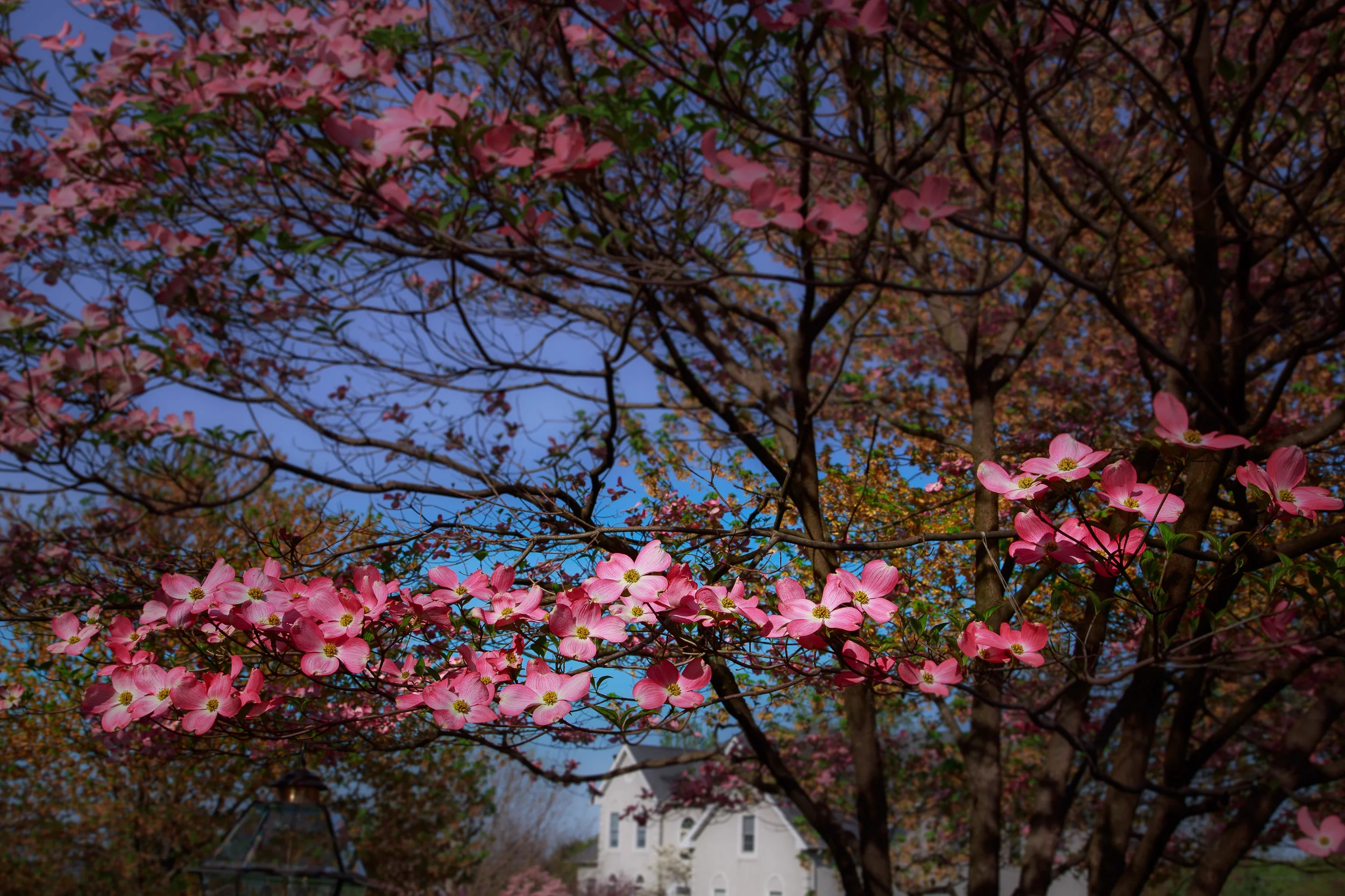 EXPORT - 2016-04.24 Dogwood Trees-2016-04.24 Dogwood Trees 3L7A4498.jpg