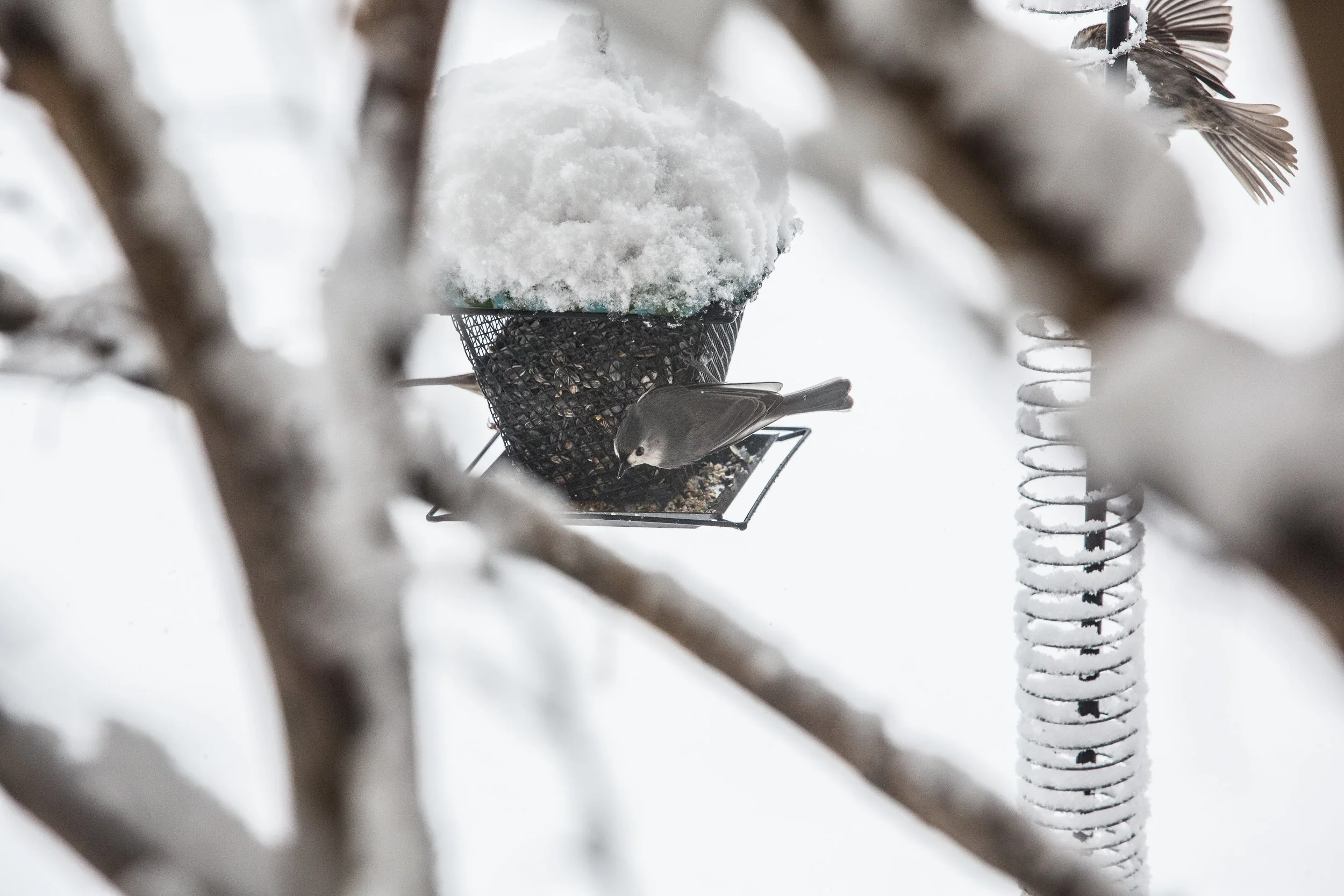 EXPORT 2018-Feeding the Birds 3L7A1279.jpg