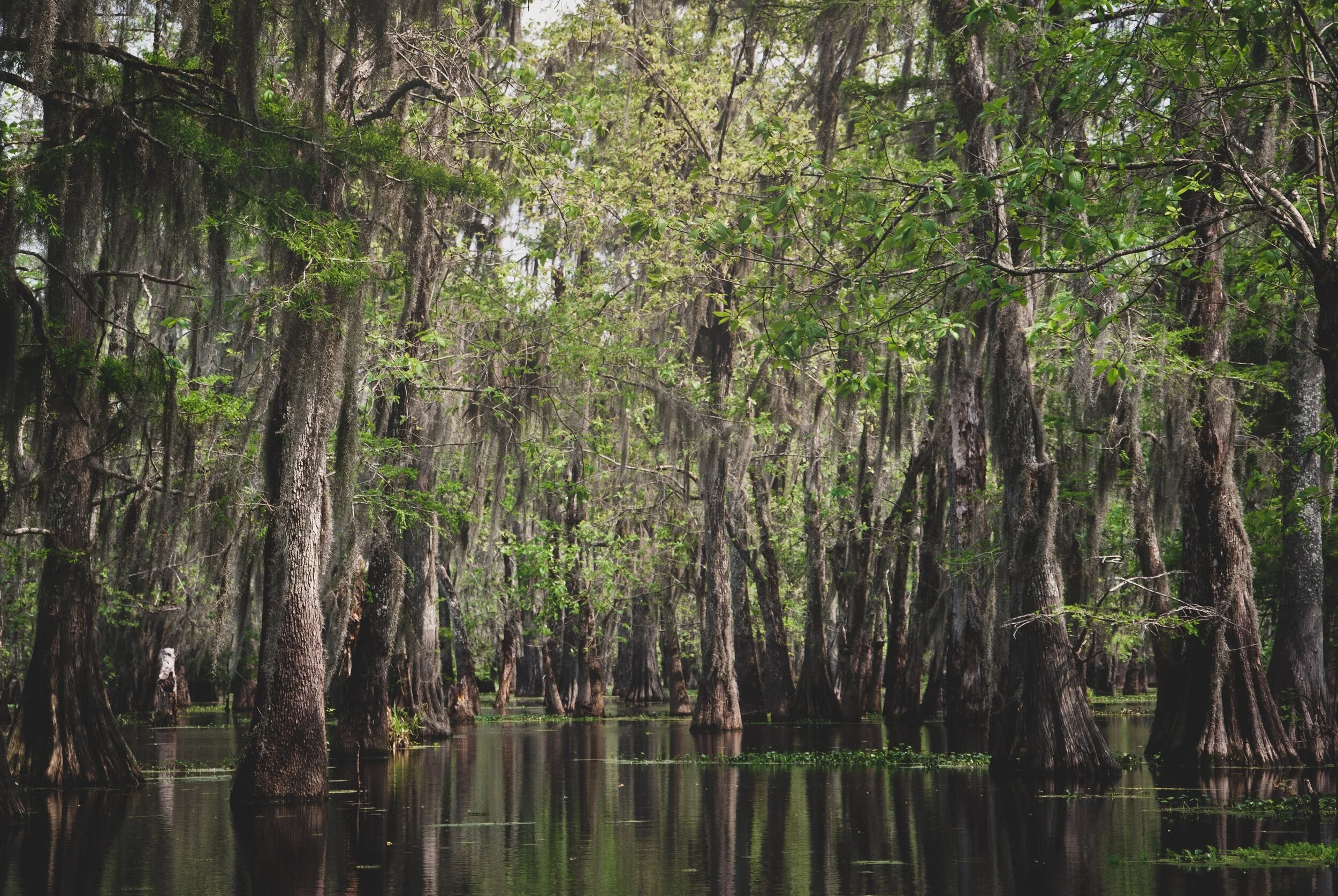 mathieu-qfsKYUgW6ZY-unsplash.jpg