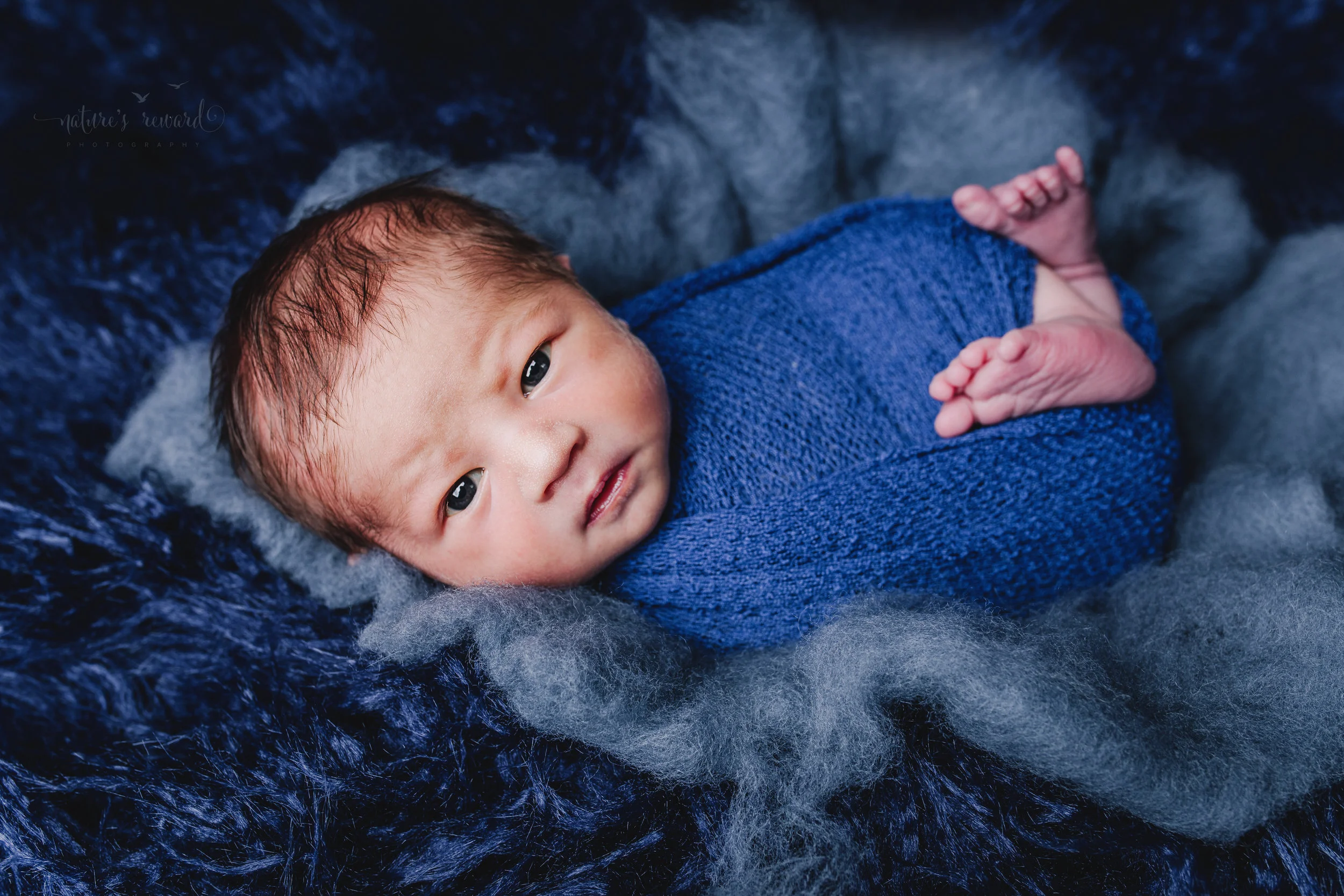 Newborn Baby Boy swaddled in blue on a bed of blue fur and cotton in this portrait by Nature’s Reward Photography