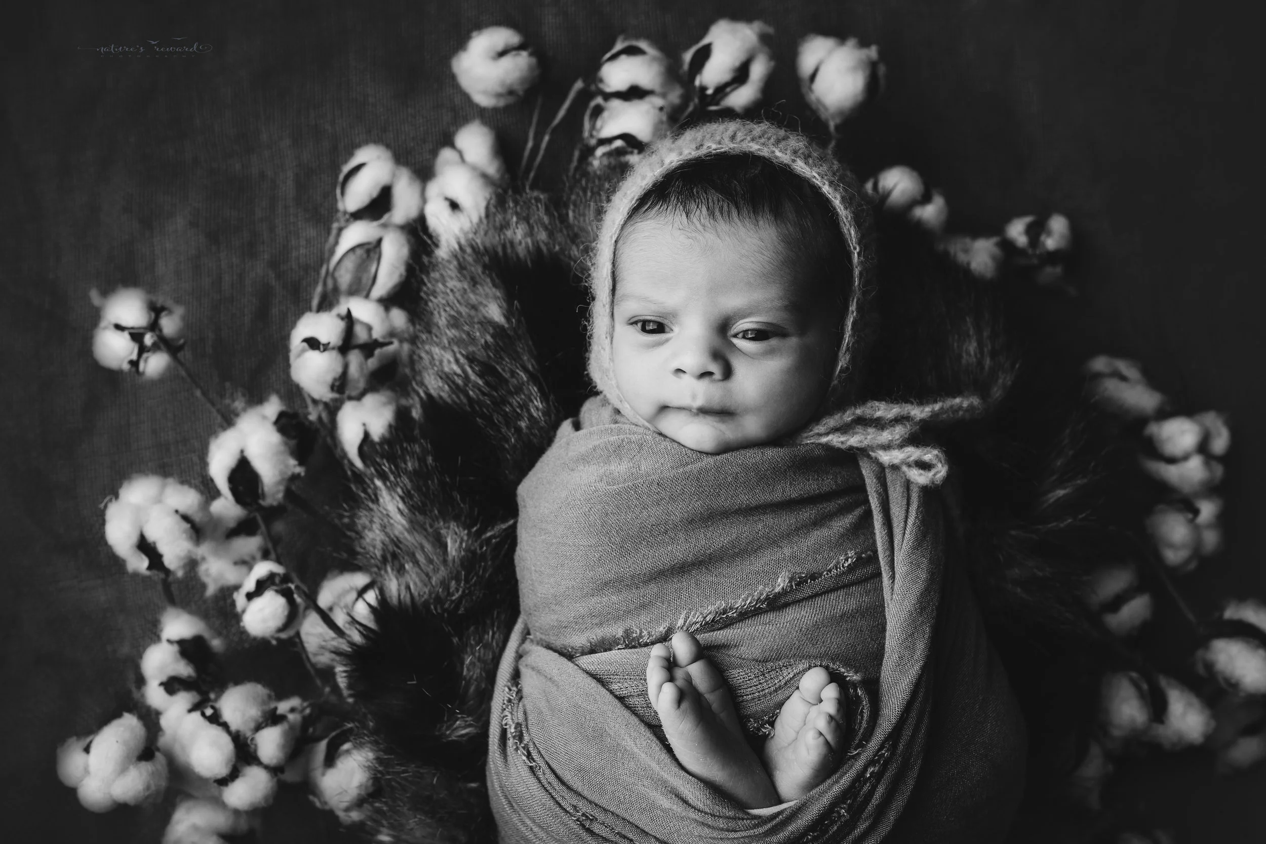 Newborn Baby boy swaddled in tan while laying on a bed of brown and black fur in a cotton blossom wreath wearing a tan bonnet - a black and white portrait by Nature’s Reward Photography
