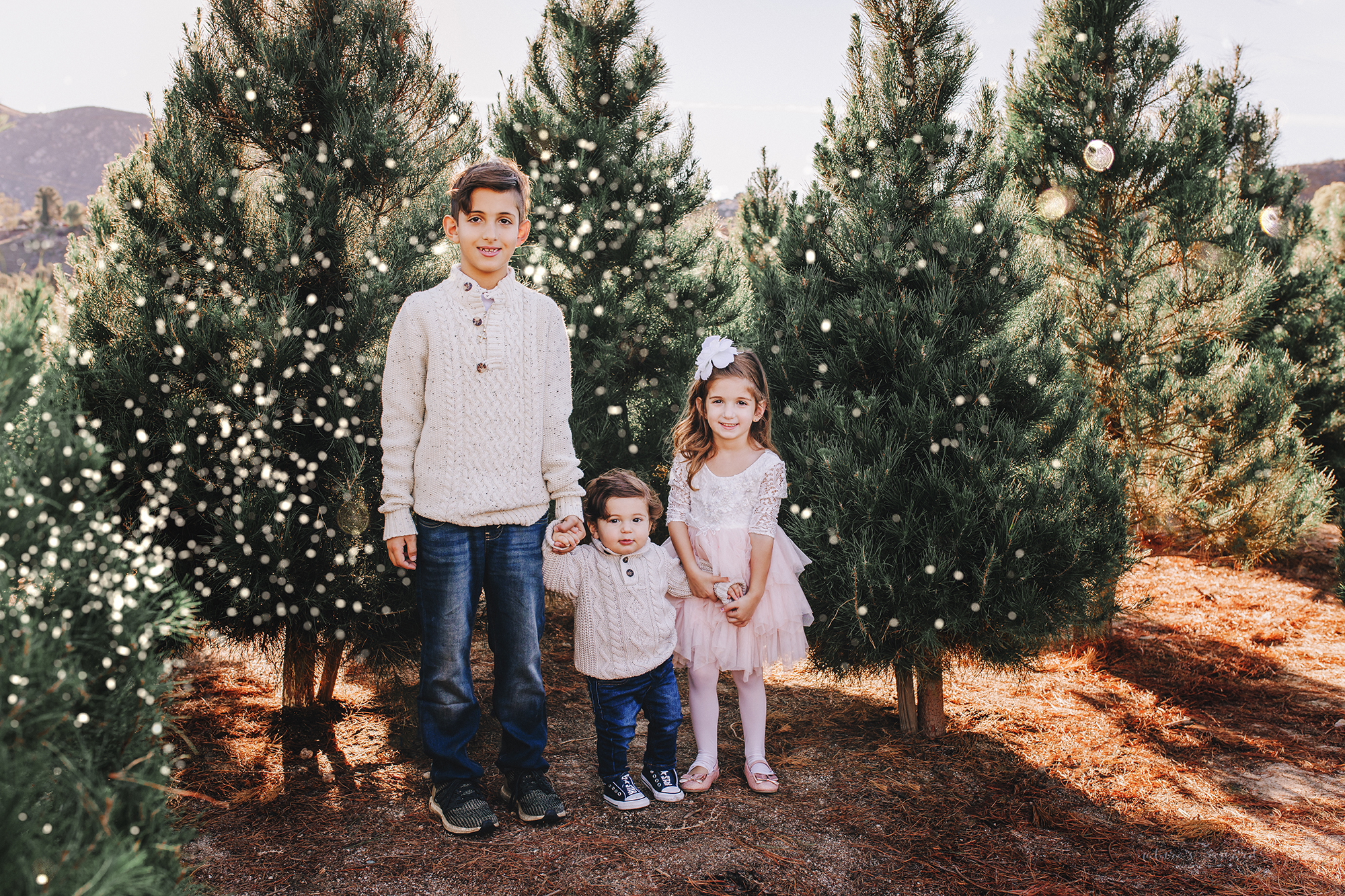 Gorgeous sibling portrait with big brother, Big sister, and Little brother- A Christmas tree farm portrait by Nature’s Reward Photography