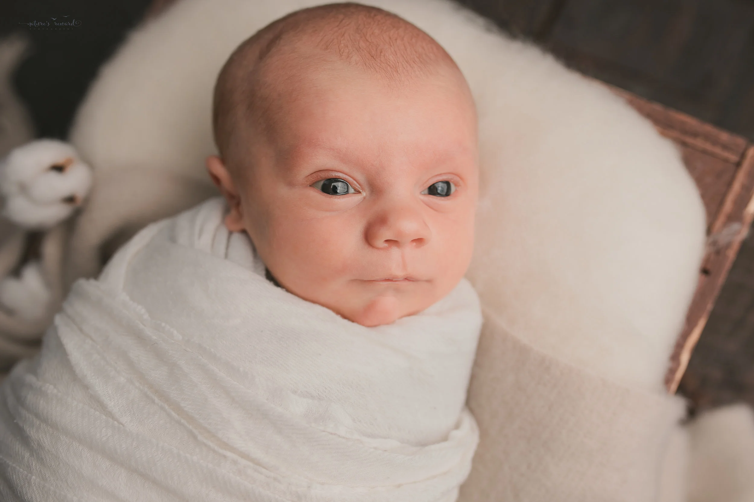 Baby boy in a box in a white swaddled and on a tan throw. A portrait by Nature’s Reward Photography