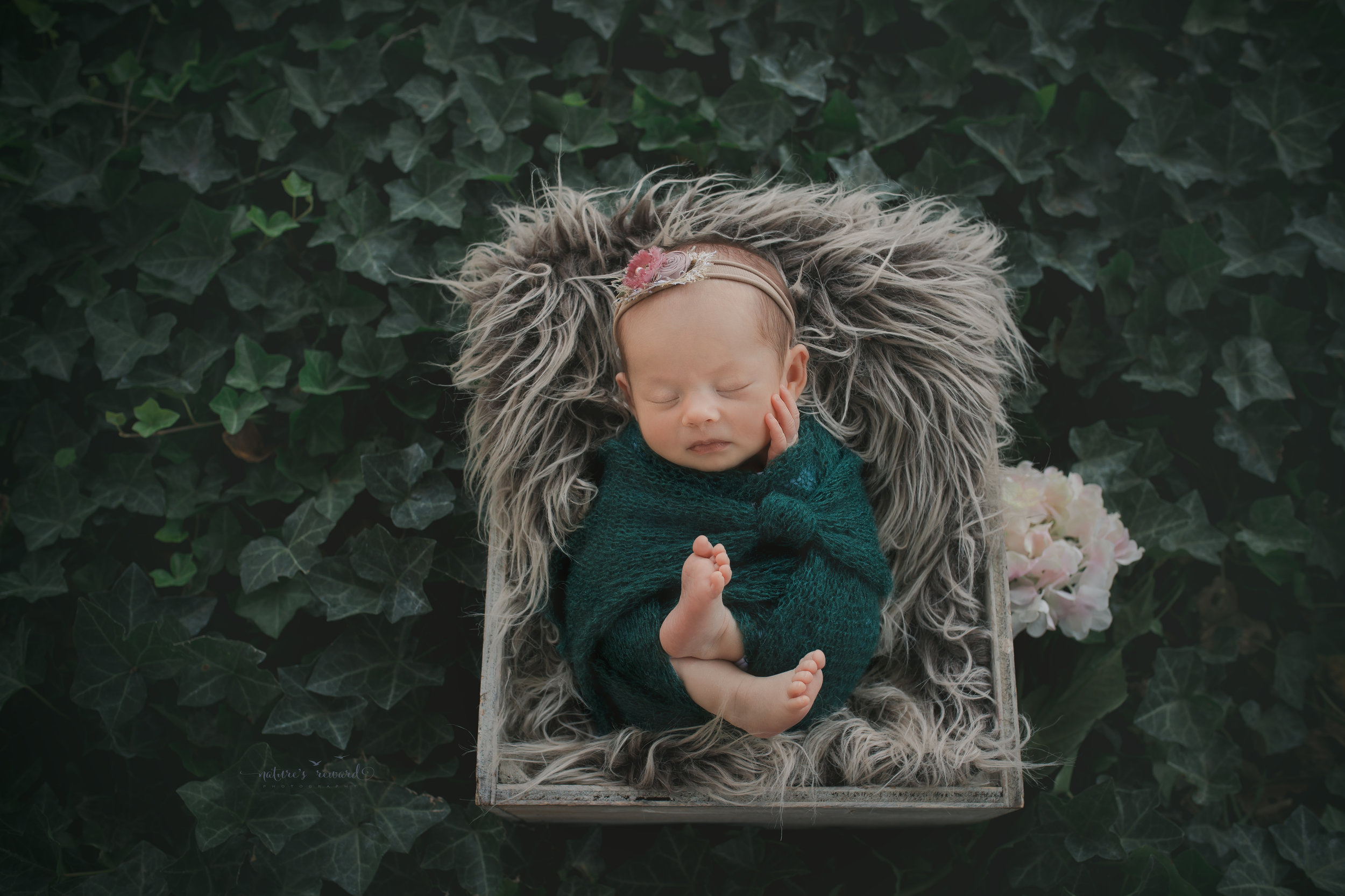 A newborn portrait by Nature's Reward Photography