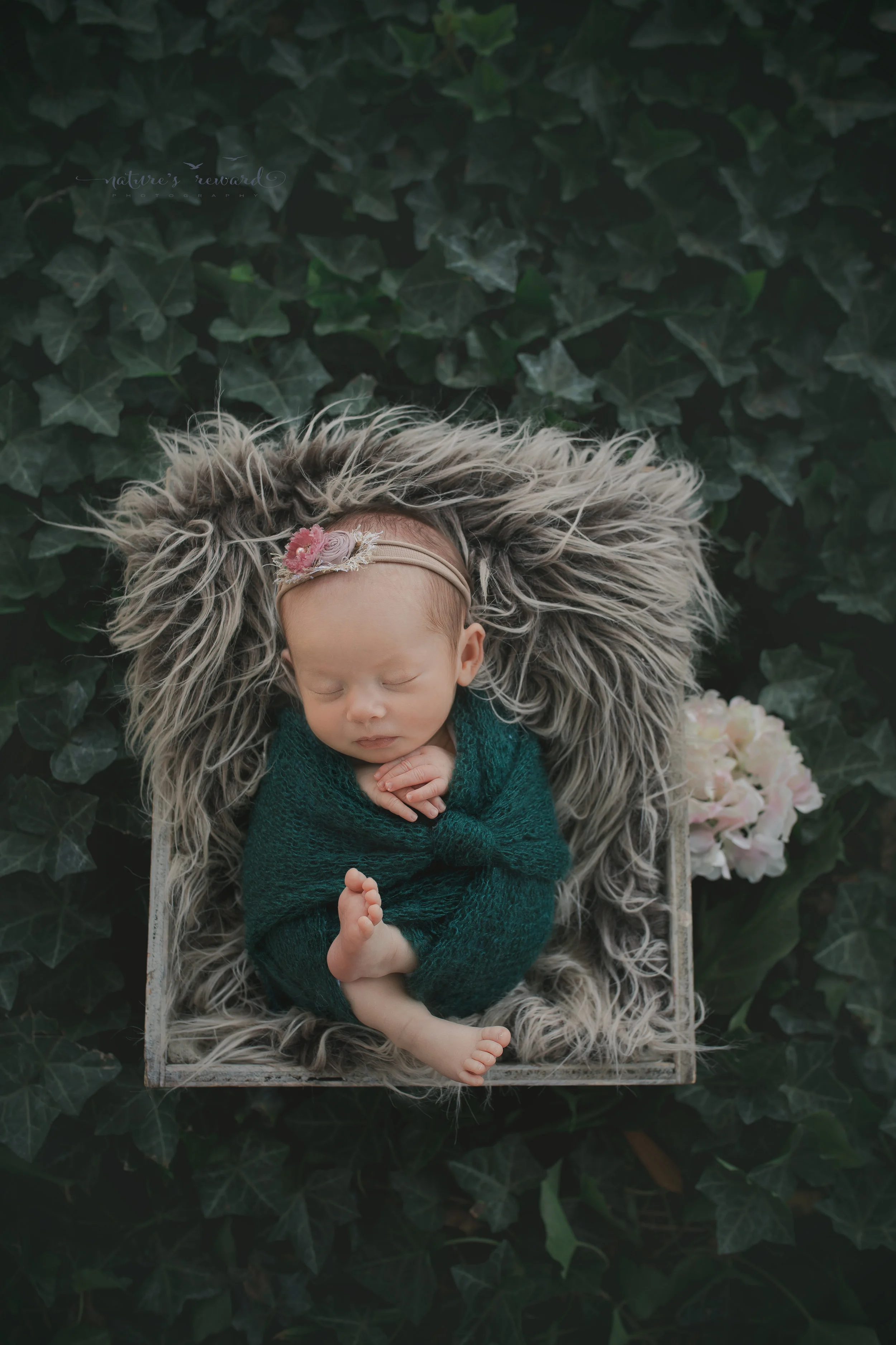 A newborn portrait by Nature's Reward Photography