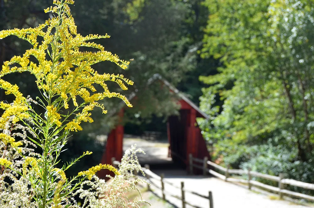 Campbell’s Covered Bridge     35.0858° N, 82.2641° W  Next road trip - Route 25 to Flat Rock, NC. First stop -  Campbell’s Covered Bridge . Built in 1909, this is the oldest standing covered bridge in South Carolina.