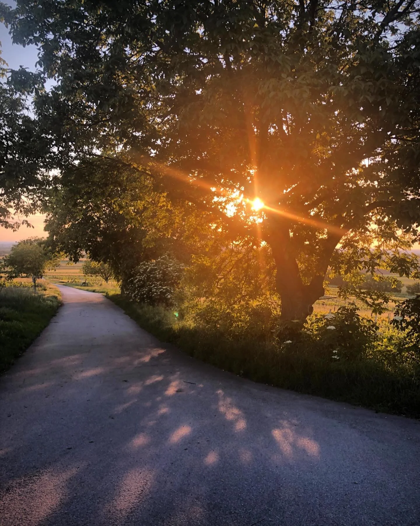August gold; where summer&rsquo;s magic and autumn&rsquo;s promise meet in the same breath ☀️🌼🍂