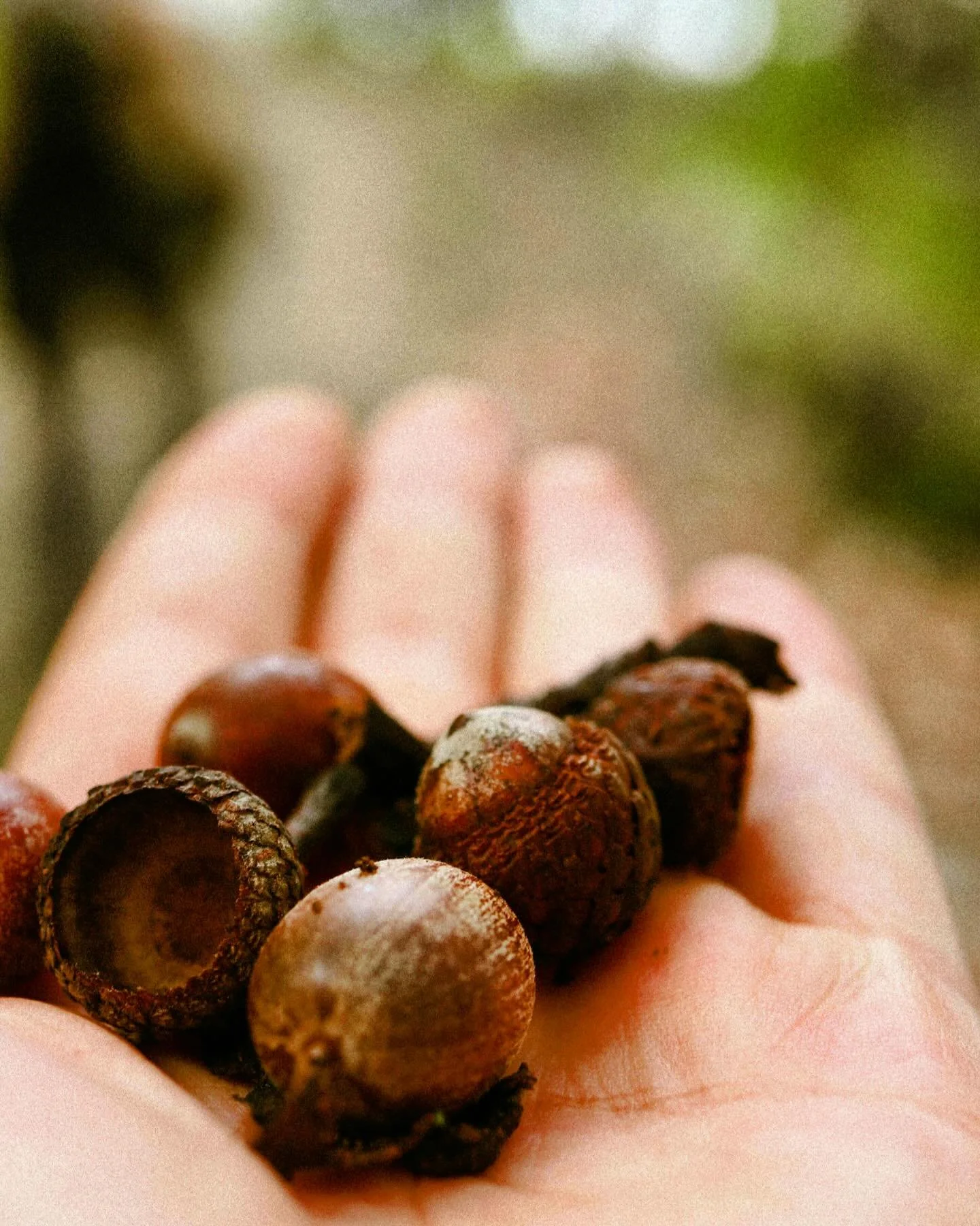 &ldquo;The countryside releases warming sparks in sprays of spiced colour: cinnamon, clove, nutmeg, ginger and golden saffron are woven through tree canopies. Acorns and shiny brown conkers nestle in the leaf litter at your feet.&rdquo; &mdash; Witch