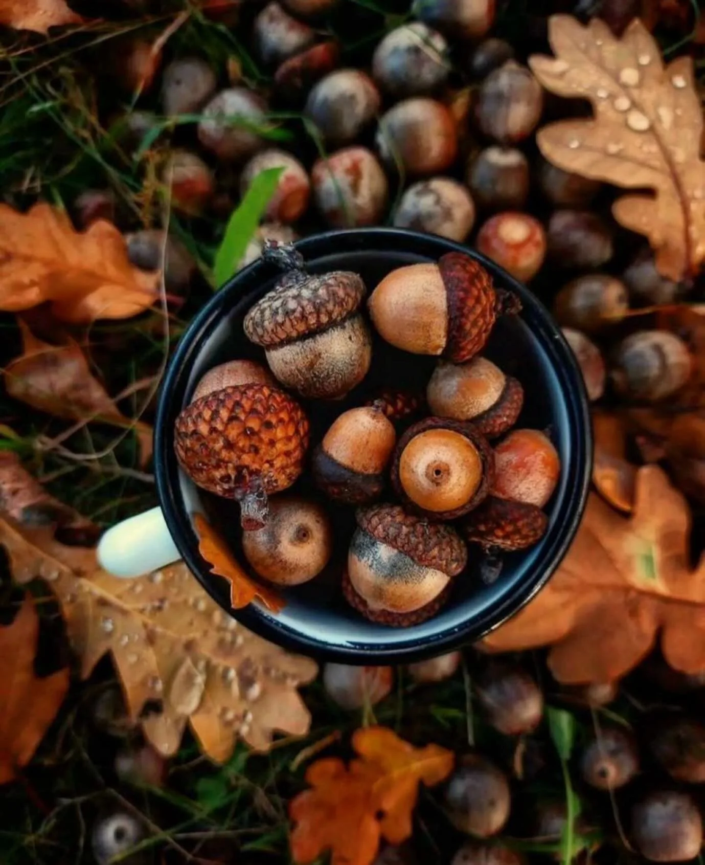 &ldquo;I once thought adventure required far horizons, but this year taught me otherwise. I walked the route I usually skim past on the morning bus and found a dozen kinds of magic so easily missed: conker husks split into pale velvet, rowan berries 