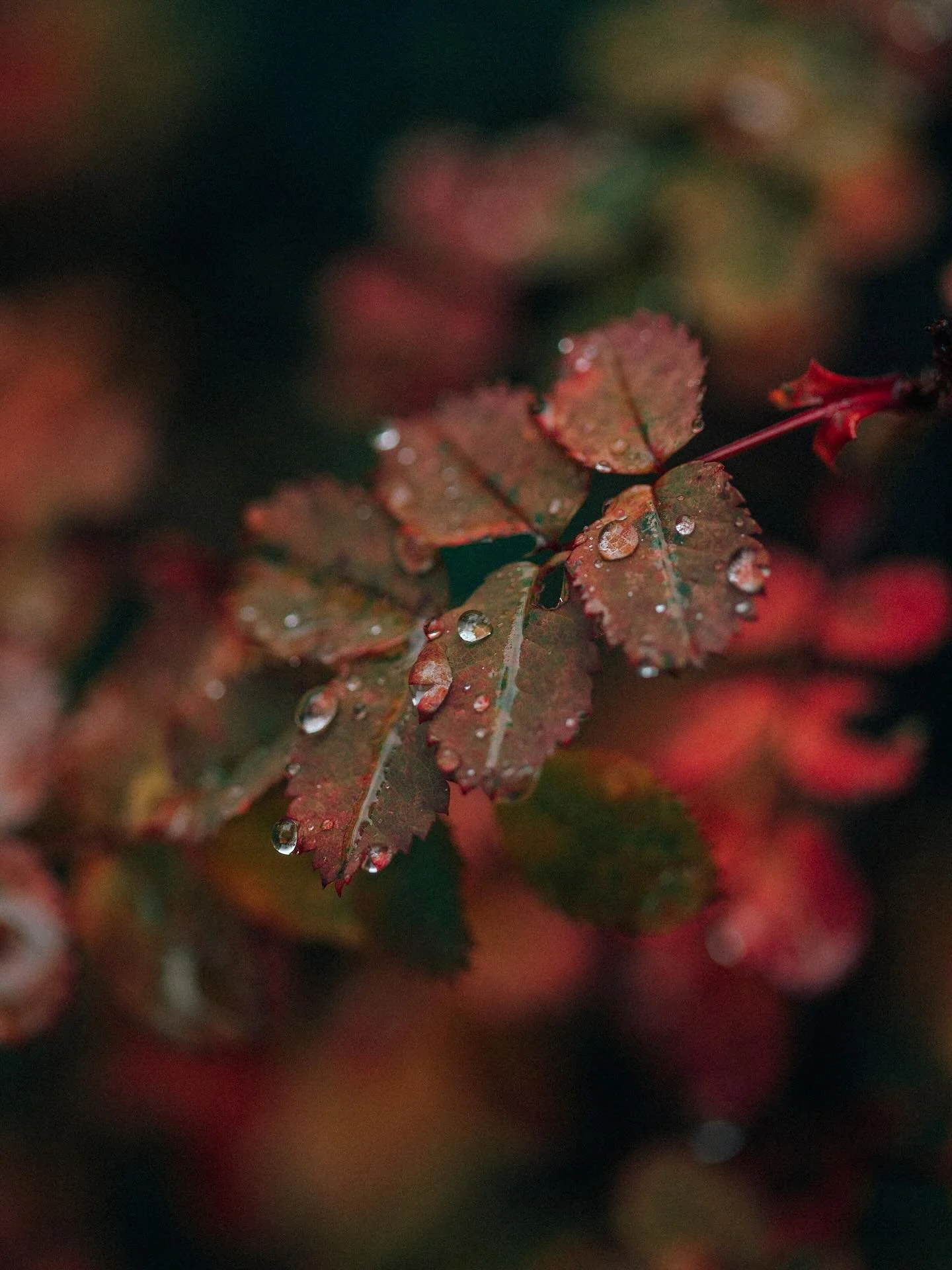&ldquo;The morning mists lift slowly now; autumnal sunshine gleams on hedgerows and orchards bursting with crops. The last golden rays of summer have departed to make way for the russets, bronzes and ochres of autumn.&rdquo; From Kitchen Witch: Food,