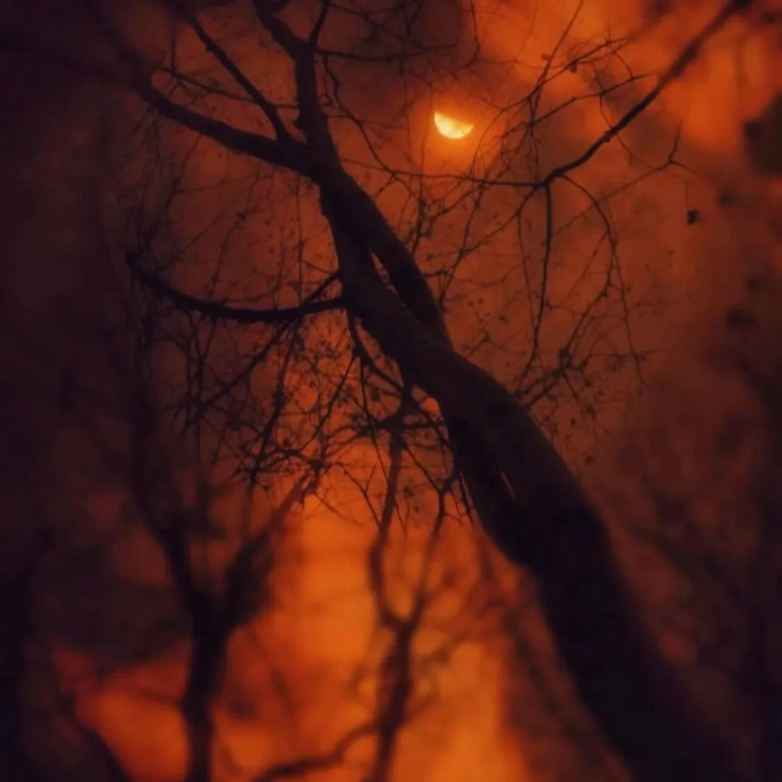 “Fairy rings of fungi, fly agaric and jade-green elf cups offer even more colours and magic to the autumnal palette. I have tried for many years to capture the magic I feel in the autumnal seasons.” from Witch Country: Seeking the Witch i